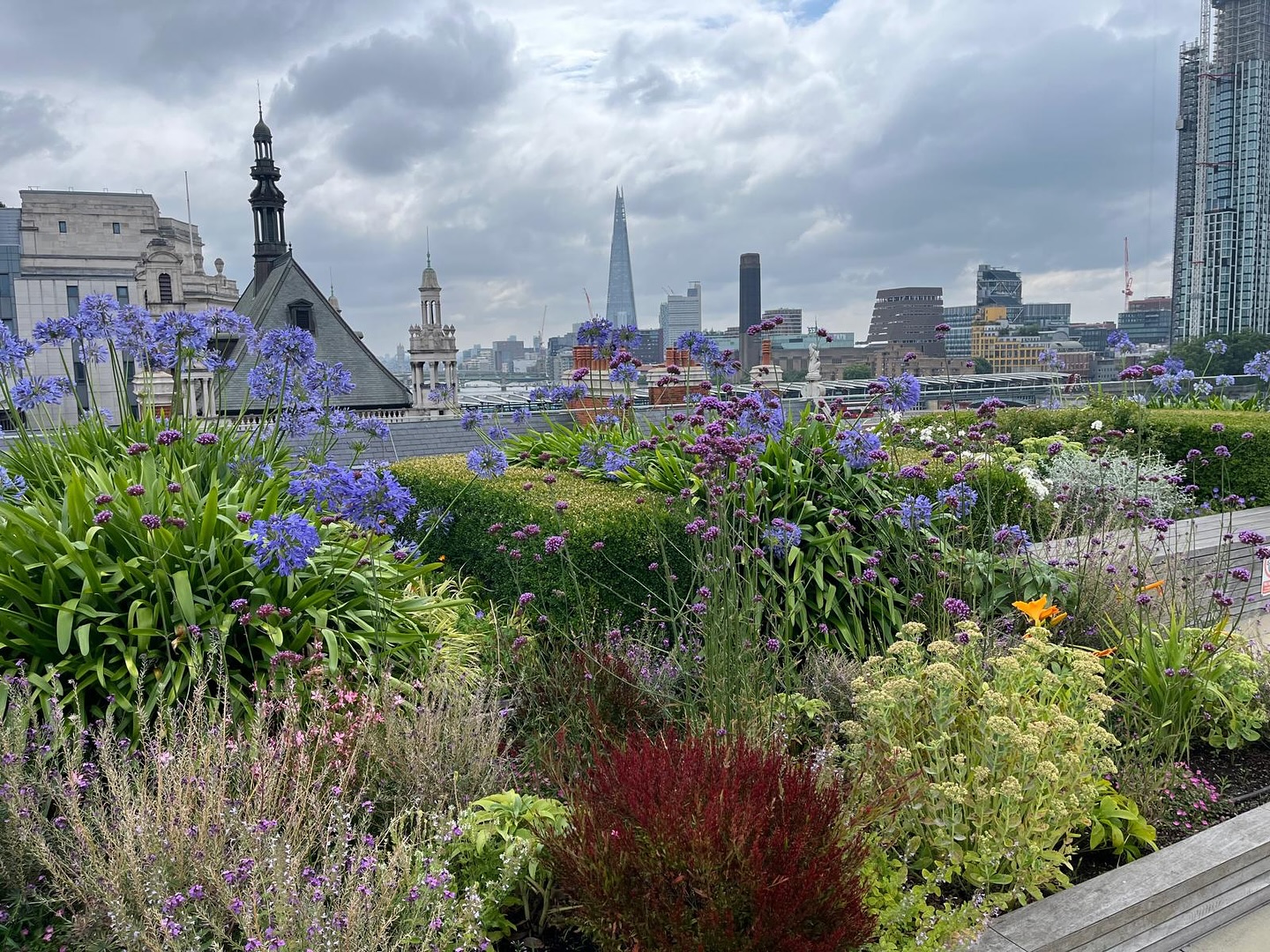 Bee friendly roof top planting in London doing well #roof #plantingdesign #plants #shard #londonlandmarks #biodiversity #tuliplandscapes #design #bees