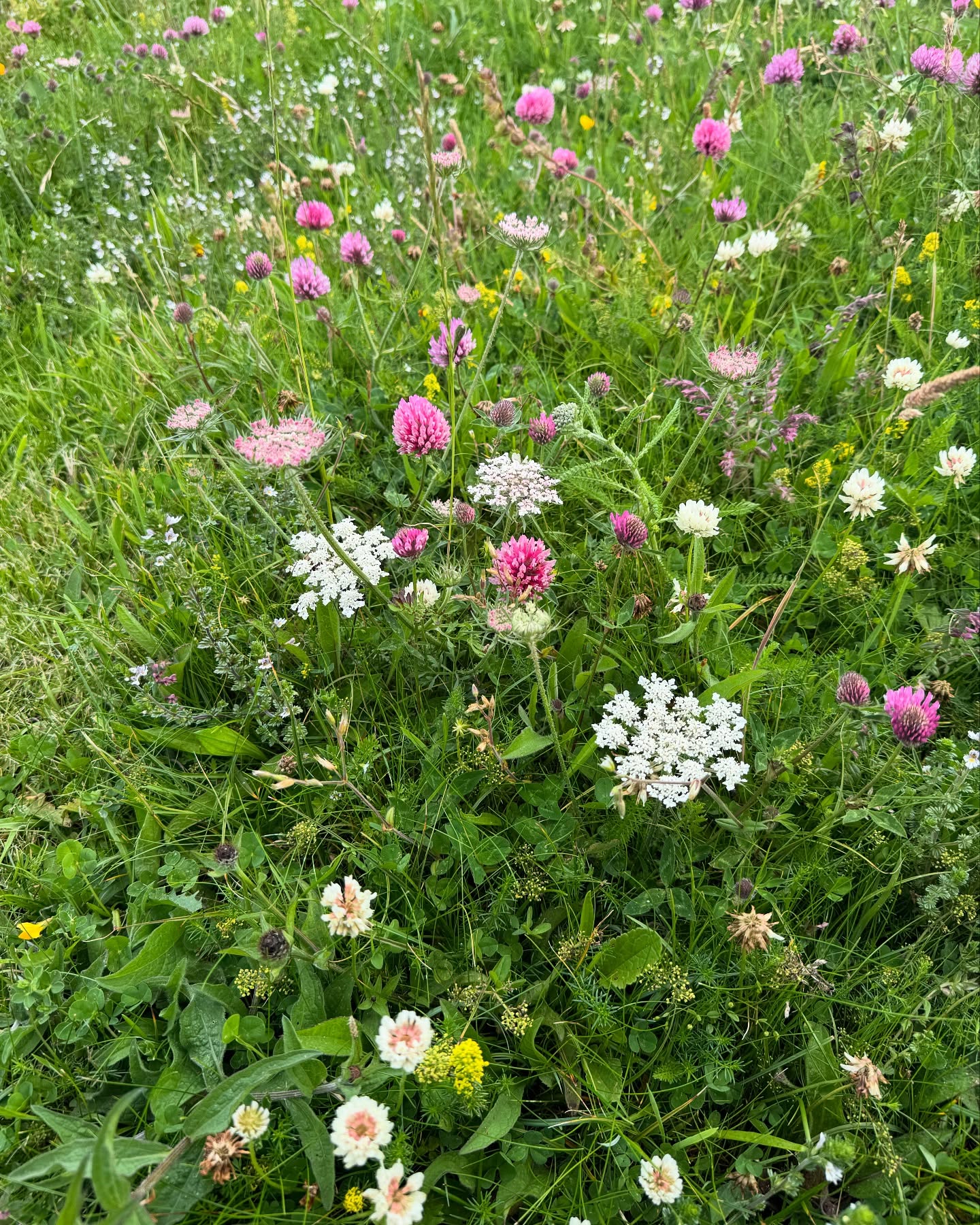 July flowers of the Machair - Tiree - Hebrides #grazing #biodiversity #cattle #wildflowers #tiree #scottishwildflowers