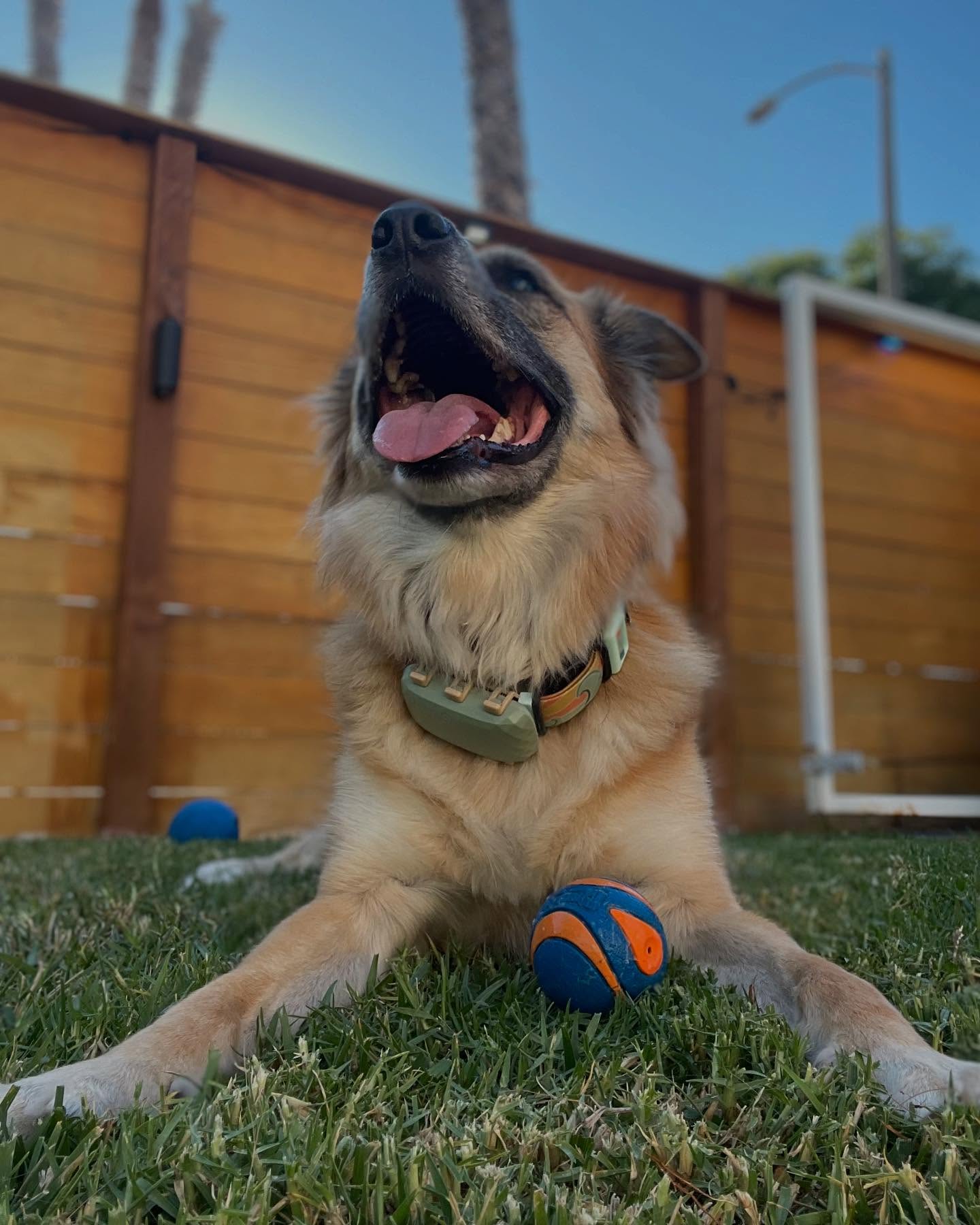 🎾 Whether it’s a quick potty break, a high-energy playtime, or a slow stroll with extra sniffs — each drop-in or dog walk is tailored to your pup’s needs (and your schedule) 🐶
We make pet care easy, flexible, and just how you want it — so you can breathe easier knowing your dog is cared for, even when you’re busy or away. 💼🐾
📍Now booking drop in and dog walking visits — message here or our website to schedule!
#longbeachdogwalker #longbeachpetsitter #lbldogsitter #longbeachdogs #longbeachpetsitting
#dogwalking #dogwalker #petsitting #dogwalk
#dogsofinstagram #dogoftheday #puppylove #doglover #doglife #doggo
#dogandbeach #dogbeach #beachlife #californiaadventure #happydog
#dogsoflongbeach #petcareLB #localdogwalker #dropinvisit
#customizedpetcare #petserviceLB #smallbusiness #dogstagram #petsitter