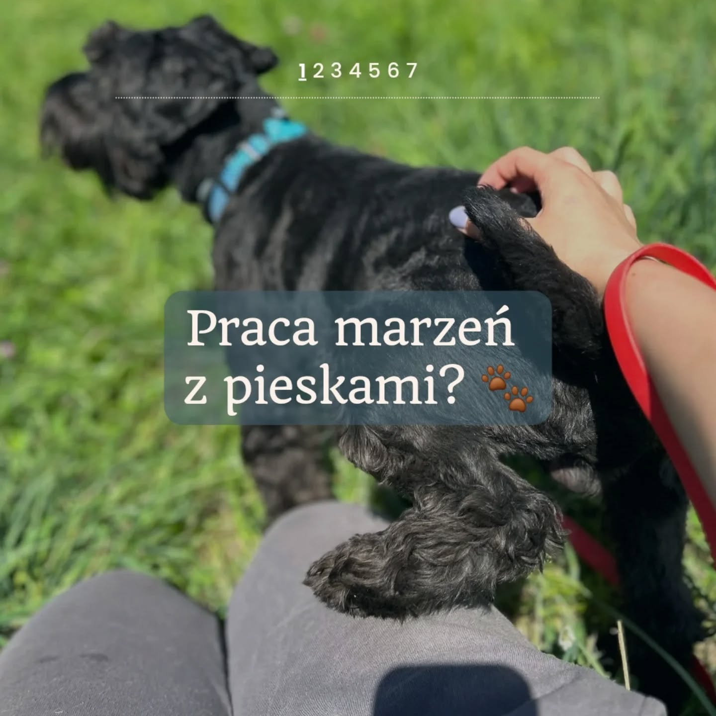 🐾 Praca opiekuna w hotelu dla psów — jak to wygląda na codzień
To nie jest zajęcie dla każdego. W teorii wygląda całkiem nieźle: spędzasz czas z psami, dużo spacerujesz, nie siedzisz przy biurku. W praktyce to codzienna, momentami ciężka fizyczna praca, która wymaga uważności i odpowiedzialności.
Sprzątasz po psach, sprzatasz teren hotelu, sprzątasz pomieszczenia. Niezależnie od pogody chodzisz na spacery i zajmujesz się jak najlepiej umiesz podopiecznymi. Trzeba nosić wodę, karmę, legowiska, czasem naprawdę ciężkie rzeczy. Pracujesz w deszczu, upale albo śniegu. Wstajesz wcześnie, czasem zostajesz dłużej, i nie ma tu miejsca na „nie mam dziś siły” albo „zrobię później”.
W tej pracy nie da się robić rzeczy „na oko”. Zostawisz niezamknieta na kluczyk, albo nie daj borze zielonym uchyloną, furtkę – może być problem. Zostawisz karmę w złym miejscu – psy mogą się pogryźć albo któryś coś podkradnie i skończy się problemem zdrowotnym. Skrócisz spacer, bo Ci się nie chce – pies wróci zbyt pobudzony i rozkręci całą resztę. Każda z tych rzeczy ma realne konsekwencje.
Tu trzeba być obecnym i myśleć. I trzeba też pracować razem z innymi. Jeśli jedna osoba odpuszcza, ktoś inny musi to za nią nadrobić. To zawsze prowadzi do błędów. A błędy w pracy z psami to nie pomyłka w tabelce. To stres, urazy albo zagrożenie bezpieczeństwa.
Nie szukam ludzi idealnych. Nie trzeba mieć 10 lat doświadczenia, nie trzeba znać się na wszystkich rasach. Ale jeśli ktoś bierze tę pracę, to bierze też odpowiedzialność. Za swoje działania, za porządek, za spokój zwierząt i za to, żeby wszystko działało tak, jak powinno.
Jeśli umiesz działać samodzielnie, uczciwie i konkretnie, a praca fizyczna Cię nie przeraża – nawet jeśli teraz nie szukam kogoś do zespołu – możesz się odezwać. Z dobrymi ludźmi warto być w kontakcie wcześniej, zanim znów pojawi się potrzeba.
#merdumerdu #hotelpsa #pracazpsami #opiekanadpsem #pracazezwierzetami #petsitter #pracawhoteludlapsow #odpowiedzialność