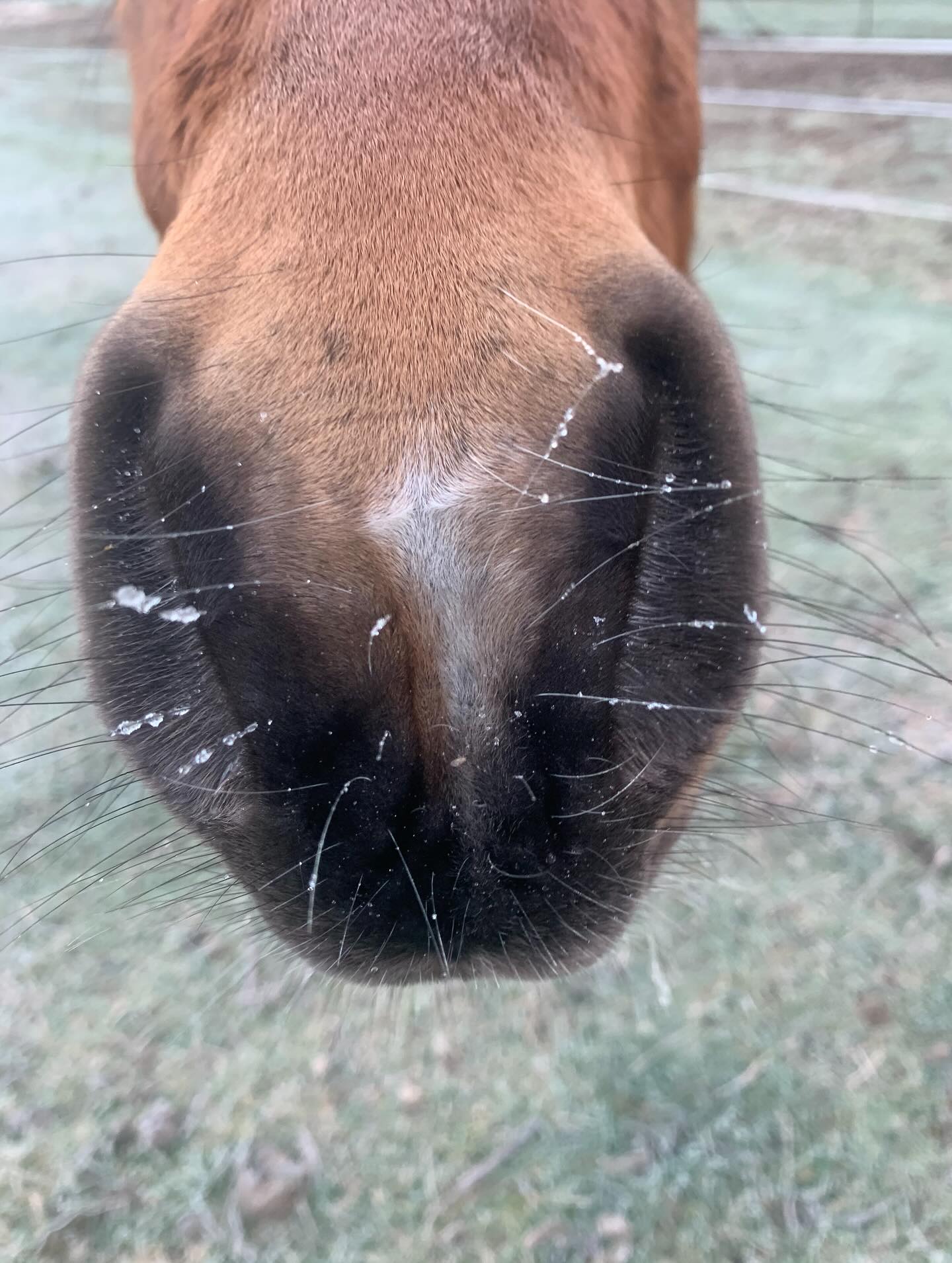 Frozen whiskers ❄️
Scroll >>> to see what a handsome fella Pie is growing into 🐴 ❤️
Ps - I have a super-vision spot starting August available. If your regeneration era is calling, I’d love to hear from you.