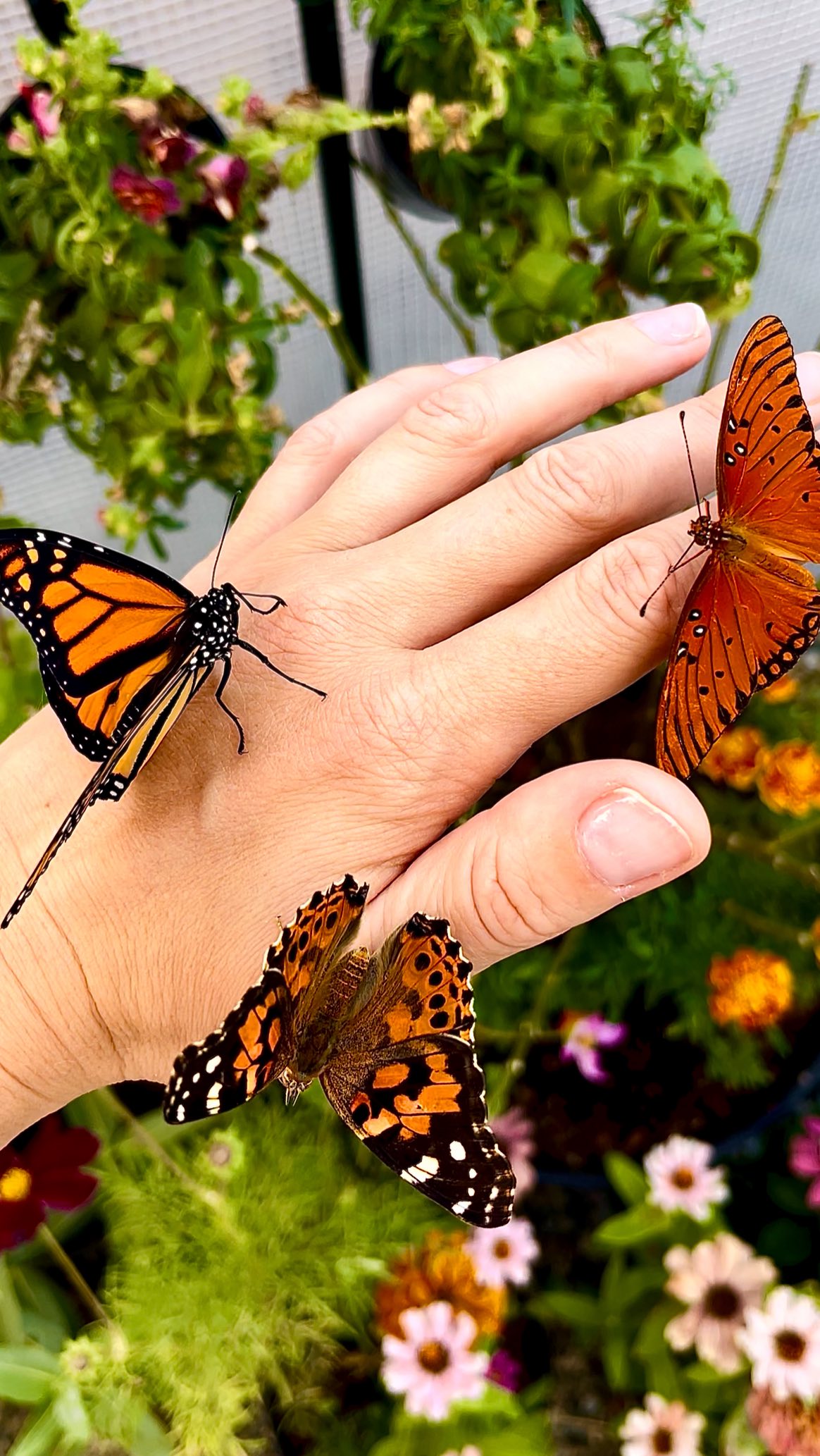 🦋✨Butterfly magic at Blackborg!✨🦋
Three beauties—Monarch, Gulf Fritillary, and Painted Lady—gather for a sweet goodbye before release. 🧡🌼
This is why we do what we do—connecting with nature, spreading pollinator joy, and helping future wings take flight. 🌿💫
#Blackborg #ButterflySanctuary #MonarchButterfly #PaintedLady #GulfFritillary #PollinatorGarden #ButterflyRelease #NatureLovers #GardenMagic #ButterflyMoment #ButterfliesOfInstagram #ButterflyLove