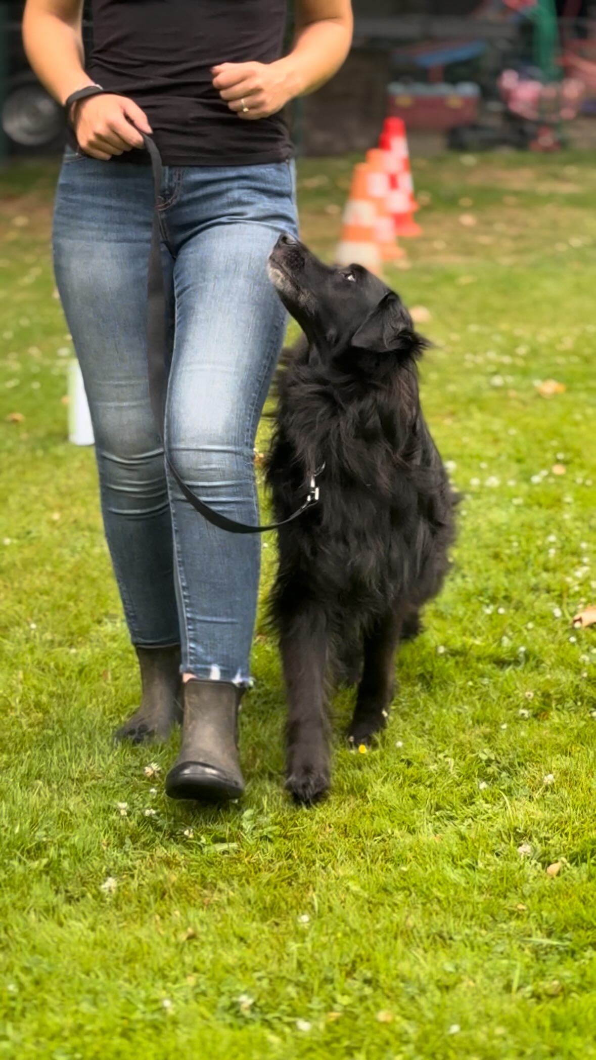 Rally Obedience- wir lieben es!
•
Hierbei kombinieren wir eine schöne Fussarbeit mit abwechslungsreiche Übungen in einem spannenden Parcours.
Mit Spaß und guter Laune fördern wir hier die Aufmerksamkeit, die Orientierung und vor allem: die Bindung und Beziehung zu unserem Hund.
Alle Übungen können perfekt im Alltag geübt werden, damit sie während der wöchentlichen Trainingsstunden im Parcours Woche für Woche noch besser funktionieren.
Also auch außerhalb der Trainingsstunden bei uns eine tolle Beschäftigung mit immer neuem Input für Hund und Mensch.
Hierbei wird es wirklich nie langweilig!
•
Egal, ob groß oder kein, jung oder alt: Rally Obedience ist für fast jeden Hund geeignet!
Wir haben Dienstagabends um 19 Uhr und Samstags um 12 Uhr noch Platz, meldet euch also gerne, wenn ihr euch unserer Trainingsgruppe anschließen und in lockerer Atmosphäre trainieren möchtet 🥰
•
🐶
Sophie & Teddy (Border Collie Mix, 10 Jahre alt) @blackworkingdogs
Sarah & Allie (Ridgeback- Catahoula Mix, 4 Jahre alt) @allie.im.wunderland
Sarah, Tanja & Karl (Cocker Spaniel, 1 Jahr alt)
•
•
#rallyobedience #rallyobediencetraining #obedience #rallyo #dogsport #dogsports #hundesport #hundetraining #dogtraining #dogtrainingvideo #workingdog #cocker #cockerspaniel #bordercollie #bordercolliesrock #ridgeback #ridgebacksofinstagram #catahoula #catahoulaleoparddog