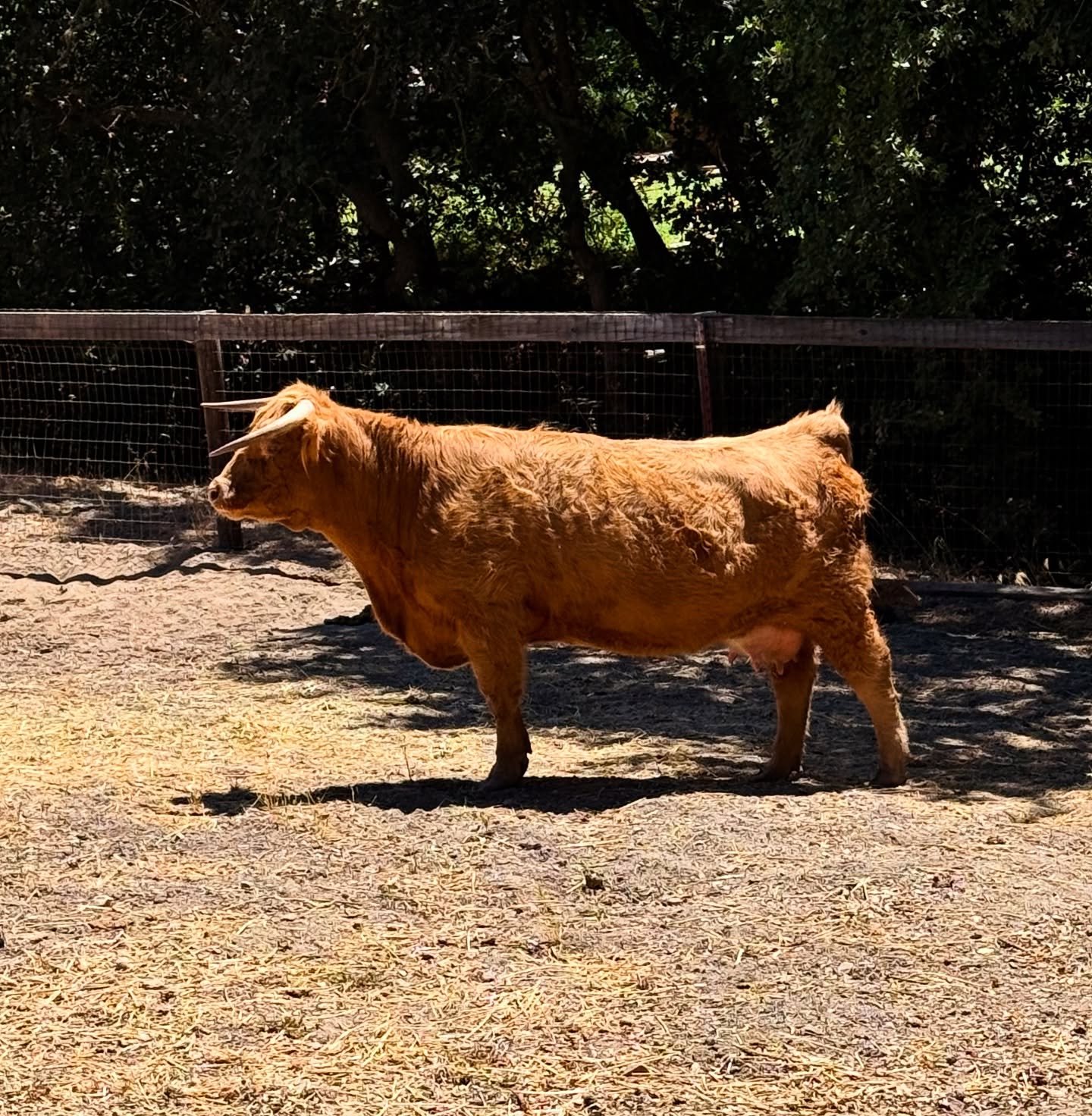 Meet Bonnie Wee Lassie! Bonnie is more than just a cow, she is the one who started this whole mini highland journey. She was the first cow we chose to purchase and the one who gave us our first calf. She is a beautiful yellow girl who has the sweetest temperament. You can love on her and brush on her all day. We are so excited to see what other calves she cooks up!