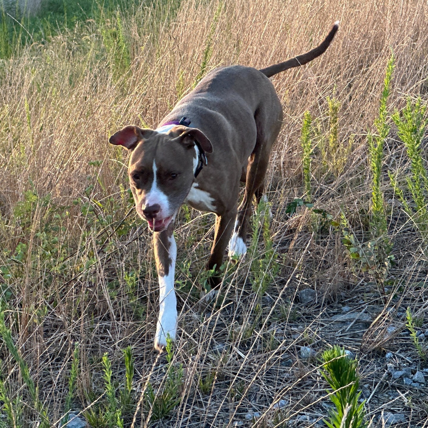 Don't forget what it's all about - this dog thing. If you have an adult dog that's still in the crate 23 hrs a day, you don't have a companion dog, you have a prisoner.
Mila is still going strong at 8 years young, looking for rabbits and squirrels and finding new grass to lick. It's been really toasty, and it'll be even hotter today, so y'all be safe out there, ya hear?