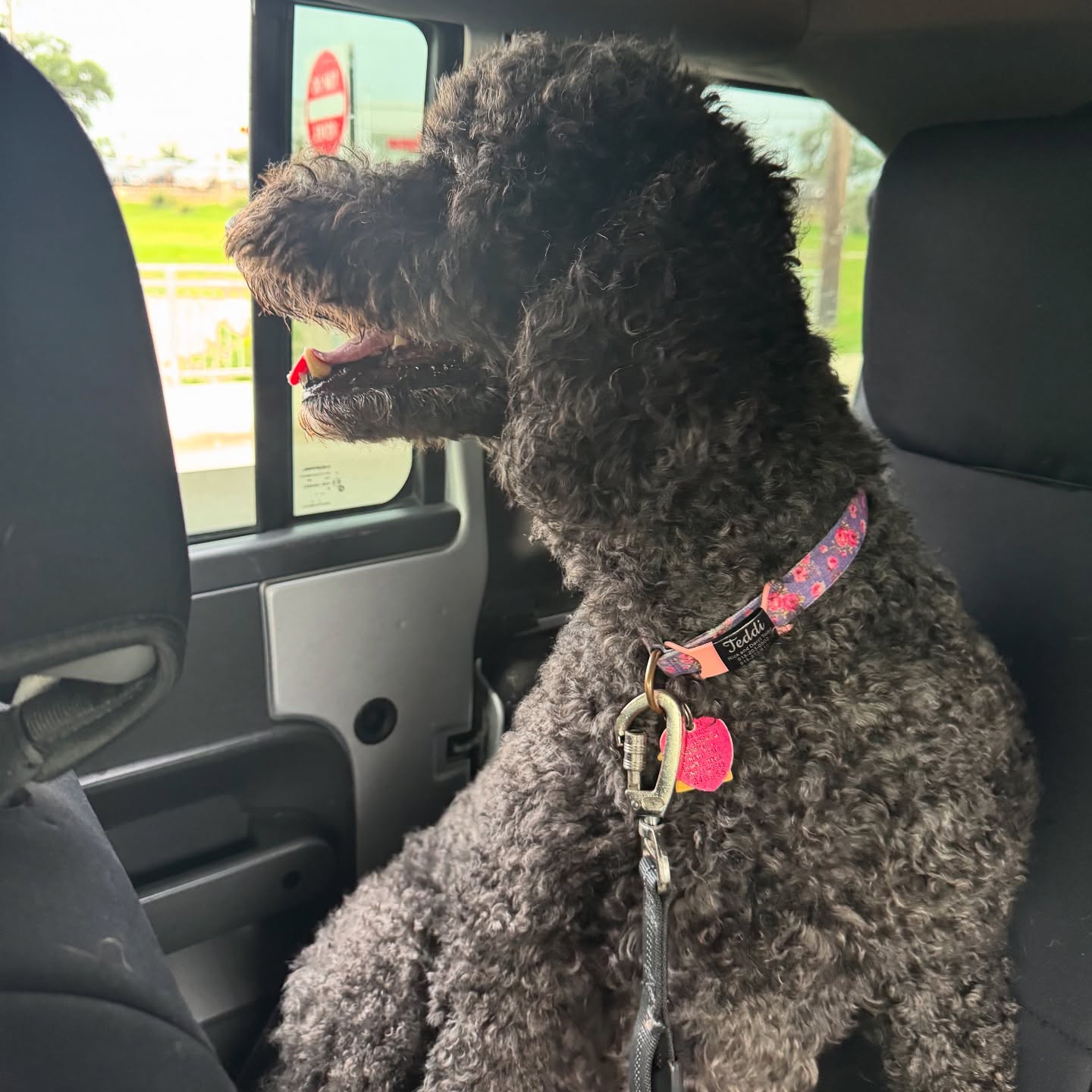 Sometimes Teddi just needs a ride to day care 🤷♀️
🐾 Boerne Pet Sitting
🛜 Book online - link in bio!
#boerne #fairoaksranch #petsitting #petsitter #bestjobever #doglovers