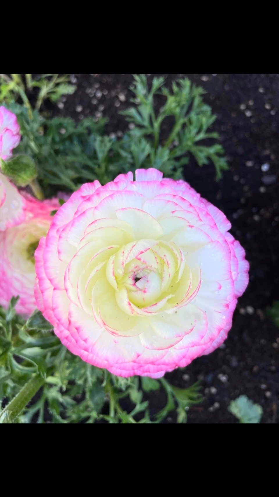 Flowers play an important role in our Yard To Table garden designs, offering numerous benefits that enhance the entire garden ecosystem.
They attract pollinators, repel pests and most importantly they bring joy and beauty into the world.
In today's world, we could all use a little more joy and beauty in our lives.
We thought we would share some of favorite flowers with you. Enjoy!