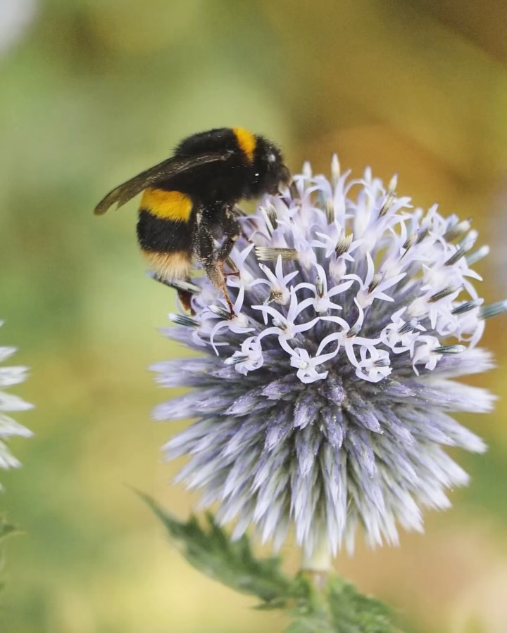 The Soft Archive | edition three.
The blooms bent low last week - some with the weight of bumblebees, others under fat, joyful raindrops that made everything smell like warm stone and green things.
I browsed the book cabin with no particular purpose, but still came away with a new addition (as it often goes with books).
The fox only appeared once. Long enough to take my breath. Long enough to mention twice. If he returns, I may rename this whole archive in his honour.
There were fairies in the woodland - doors tucked into tree trunks, a trail for smaller believers.
The weekend closed with two small joys:
a perfectly messy burger and a still hour beside the pool.
#TheSoftArchive #Thistle #Thalictrum #Fox #Books