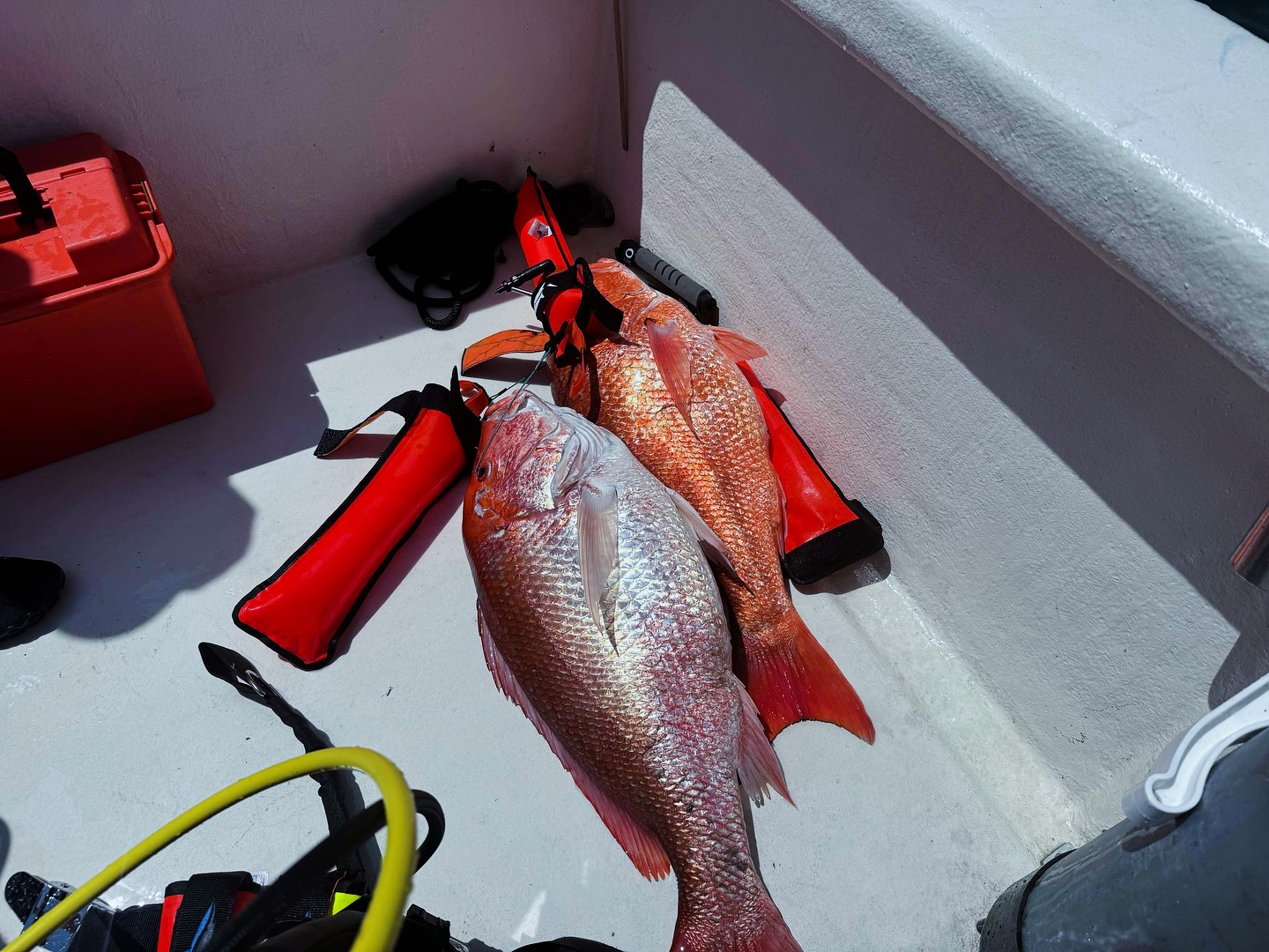 float your fish, even the big ol’ boys 😮💨😏❤️🔥
#spearfishing #redsnapper #snapperseason #spearolife #floatyourfish #spearfishingliftbag #liftbags