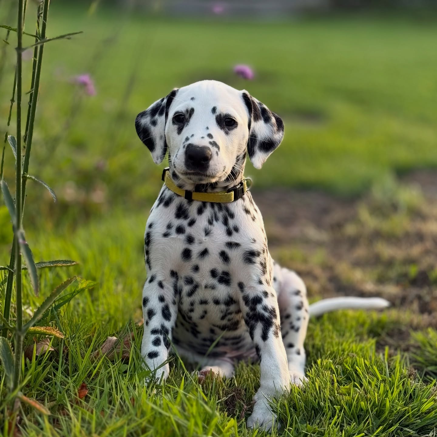 Mister Yellow (Cheerful Thor My Spotted Heart Dream) even in het zonnetje zetten☀️ Deze knappe en lieve pup zoekt nog een fantastisch huisje💛