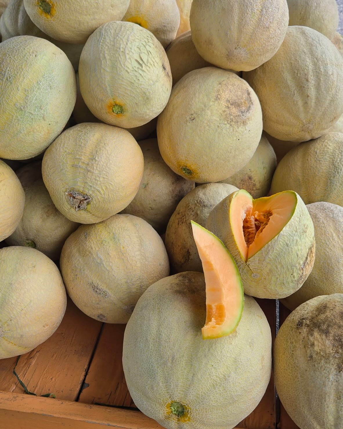 Come get your fresh picked cantaloupe at The Corner Farm!! $5 each or 2 for $8!!! Open Wednesday through Friday from 11-5pm and Saturday and Sunday from 9-4pm. #cantaloupe #farm #jersey #jerseyfresh