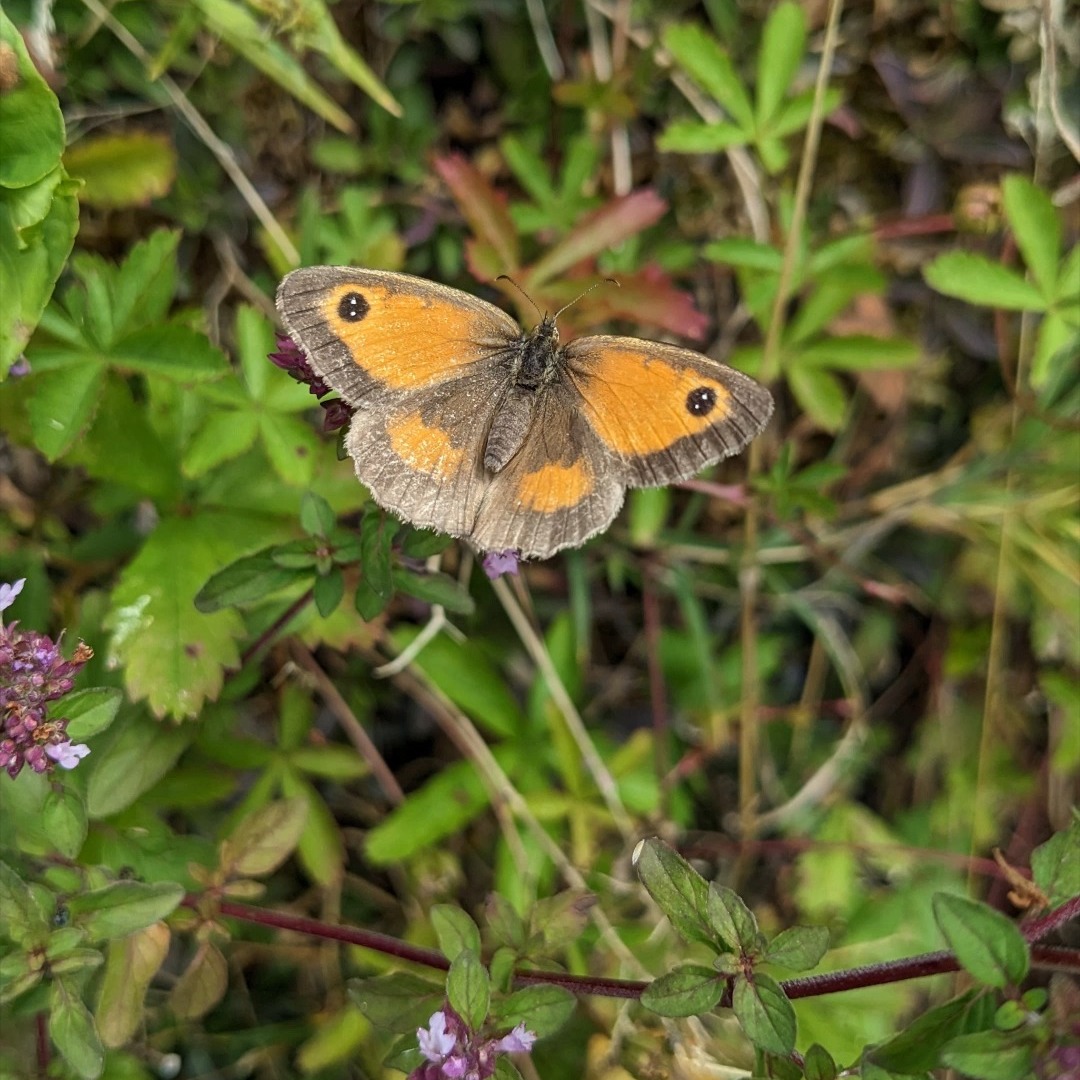 🦋Butterfly party🦋
Have you ever seen so many butterflies!?
This summer has been incredible for Gatekeeper butterflies - they've been flocking in their hundreds to our wild Marjoram. Such a treat to see them feeding and thriving - pure magic ❤️
#britishwildlife
#greatbutterflycount
#butterflies
#devonwildlife
#gatekeeper
#butterfliesofinstagram