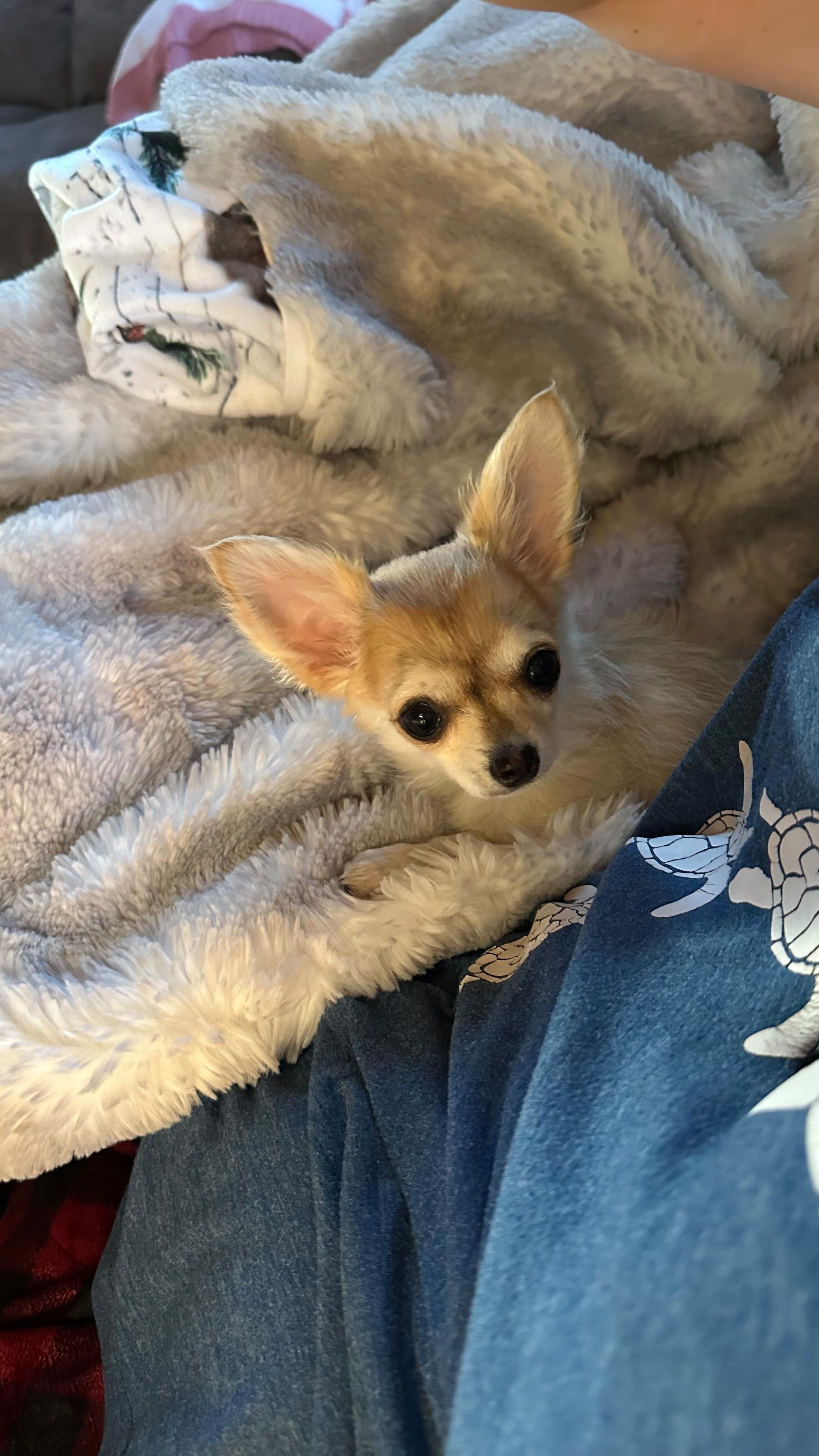 Betty will be known as Honey in her new home what a fitting name ❤️ she’s such a beautiful little girl ! #ᴀᴅᴏʀᴀʙʟᴇ #chihuahuapuppy #cute