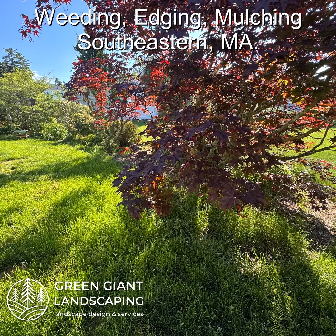 Weeding, Edging, Mulching.
Garden bed maintenance.
Green Giant Landscaping,
Southeastern, MA.
Call now for your free quote!
Land clearing
Planting
Tree and shrub care
Seasonal cleanups
Old overgrown shrubs removal
Mulch installation
Garden maintenance
Weed barrier fabric
Bobcat services
Professional Landscape Design.
https://www.greengiantlandscaping.com/post/summer-garden-bed-maintenance-beauty-and-practical-benefits-for-your-yard
Phone:
+1 413-406-9094
#landscaping #landscapedesign #gardening #gardendesign #landscaper #landscapearchitecture #treeandshrubtrimming #mulch #Massachusetts #southshore #newton #boston #hingham #marshfield #scituate #NewtonMA #scituatema #milton #canton #wellesleyma #SpringCleaning #shrubtrimming #shrubcare #plantingdesign #gardentransformation #springcleanup #mulching #cobblestone #cobblestoneedging