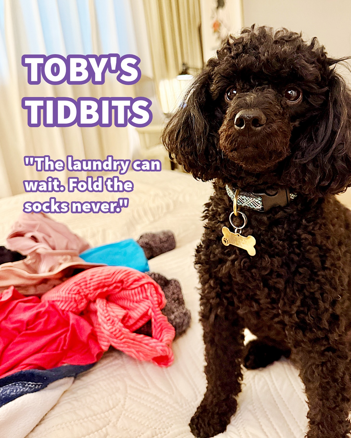 Honestly, I just throw my socks in a bin and sort them out each morning like it’s a daily scavenger hunt. And then blame Toby when some go missing.
#poodlesofig #toypoodlegram #laundryday #missingsocks