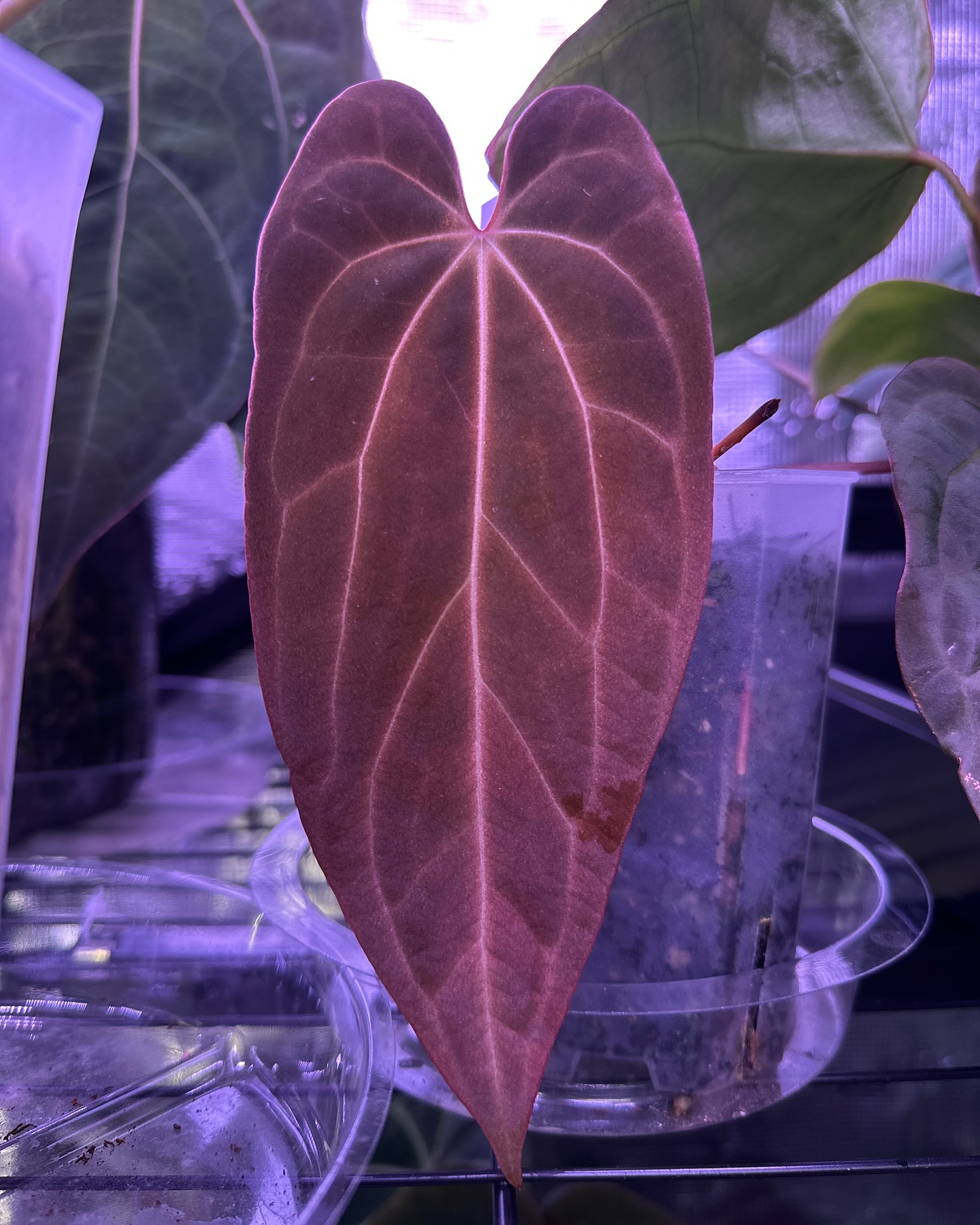 This baby deserves the spotlight! ♥️
Carla X BVEP RA6
#anthuriumhybrid #anthuriumcarlablackiae #anthuriumbvep #aroidsociety #aroidcollector #aroidlovers #aroidcollection #stunningfoliage #gratitude #beautifulplant #anthuriums