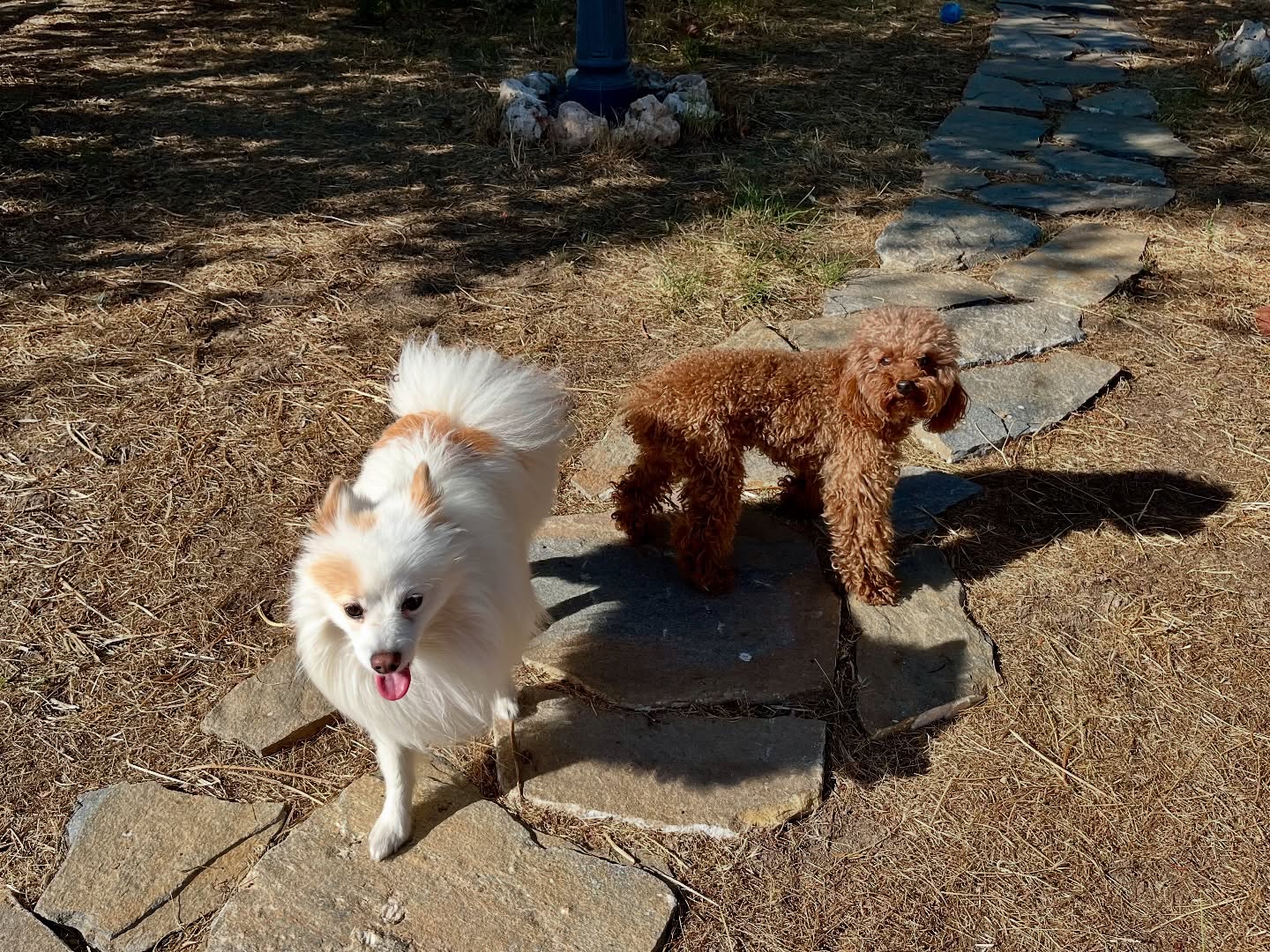#cuidadoresdeperros #madrid #mascotas #españa #igersmadrid #perros #dogs #dogsofinstagram #perrospequeños #dogslife #dogfriend #fotosdeperros #comoencasa #vacaciones #doglover #pomeranian #chihuahua #caniche #bichón #bichonmaltes #shitzu #shitzulovers #pomerania #pomeraniaespaña #verano #verano2025 #summer