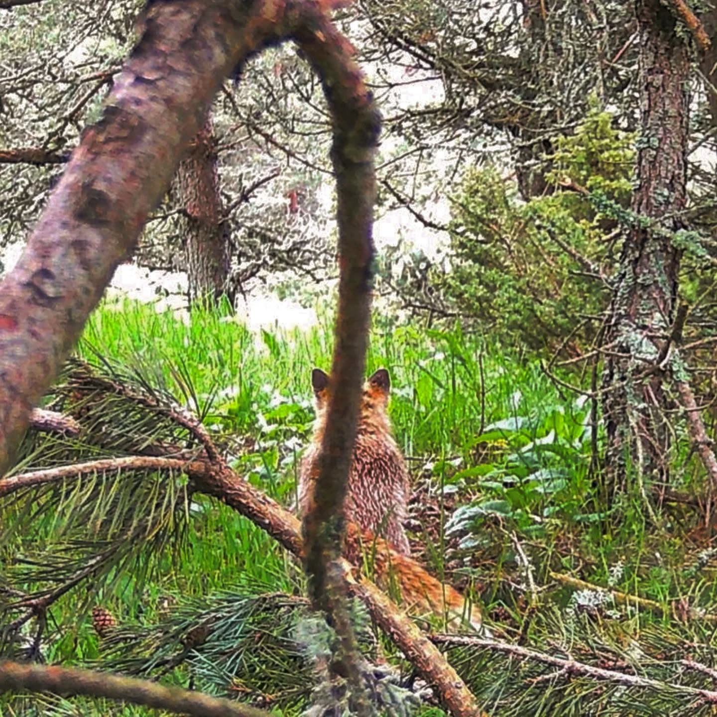 🦊 On l’entend parfois au loin, on voit ses traces au petit matin…
Mais vraiment le voir, c’est autre chose.
Et pourtant, il est là, un voisin discret qui fait sa tournée de nuit.
Grâce à notre caméra, on commence à reconnaître certains visages. Toujours au même endroit, à la même heure presque…
Il suit son chemin, nez au sol, oreilles aux aguets, comme s’il connaissait les lieux par cœur (et sans doute mieux que nous 🐾).
Chaque apparition est un petit privilège.
Un regard furtif dans la vie d’un habitant à quatre pattes.
Et vous, vous avez déjà entendu les cris des renards?
#WildlifeWeek #Nature #VieSauvage #CameraTrap #WildlifePhotography #FauneSauvage #NatureLovers #Ecotourism #Biodiversité #WildlifeEncounters #NatureProche #AnimauxSauvages #IntoTheWild #ForêtVivante #FauneLocale #EcoTravel #WildBeauty #RencontresSauvages #France #Lanarce #Ardèche #MontageArdéchoise #Renard #Fox #VulpesVulpes