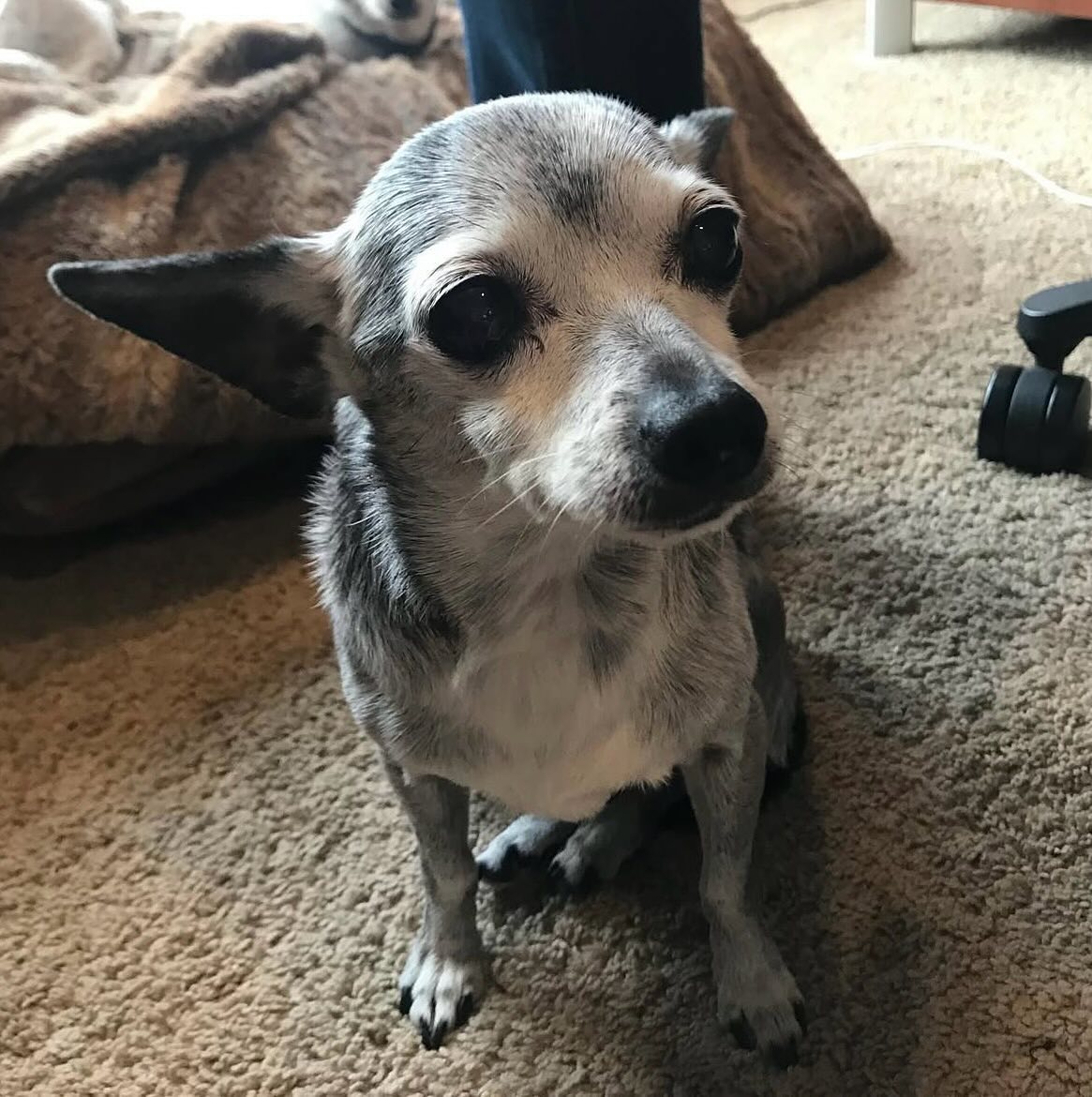 Yesterday afternoon we had to say goodbye to another one of my best friends and small soulmates, Gordie 🕊️ 🌈. We had the privilege of being able to spend just shy of 18 years together ❤️. He was the most loyal of friends and a little tough guy. Similarly to Frank, Gordie has been here through all stages of my life and operated as a protector and support system.
It brings me peace to know that he is reunited with his brother where they can have ‘sunnytime’ ☀️ by the window, sitting together on an obnoxiously large bed for their size and swap rawhides back and forth (a joint favorite pass time of theirs).
Our family is going to miss him dearly.
He had a big personality with strong opinions on his likes and dislikes (as he rightfully should).
To start, he had a deep appreciation for Reggae and Spanish music 🎶 He had a special love for herbs, most specifically rosemary. Which he enjoyed rolling in as well as paint stripes on soccer fields ⚽️. He’d be “off roading” in the field and need a good plop and roll.
Similarly to Frank, Gord appreciated a plush blanket (that probably initially started out as mine and they just took it) and a good sweater. Looking particularly dashing in an argyle one, which we would then have to address him as “The Professor”.
He had a sweet spot for female pugs 😍. A man with a type. And had an easy time connecting ✨platonically✨ with other animal species. And was kind enough to walk ahead to encourage grasshoppers to jump away for me (as he understood my fear).
When he wasn’t guarding the house and satisfactorily barking at foreign objects walking by, he took it upon himself to work as part time kitchen staff, sneaking a lick of a plate or fork when the dishwasher was open. Part of the reason he loved to be with you when you’re cooking.
He also had a side hustle working as my dad’s at-home office assistant. Benefits were better than the physical pay 💰.
The 5 of us had a beautiful last day together. Gordie, we love you forever.
I’ll see you again, guard house 🏠 ❤️