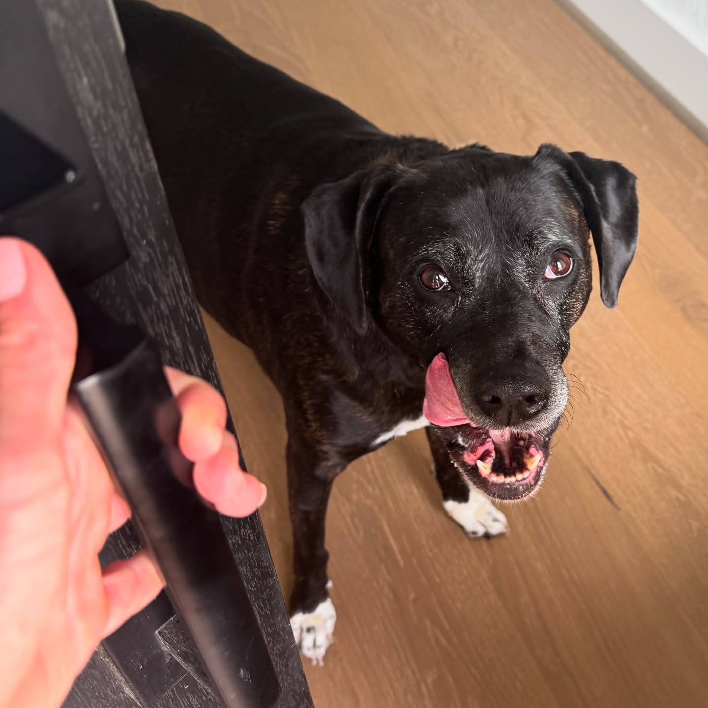 Hello Citra.
Now booking through December 2025! Send a message online for more info or request services. Link in bio.
🐾 Boerne Pet Sitting
📍 Boerne - Fair Oaks Ranch - Dominion - Leon Springs
📞 830-837-3135
#boerne #fairoaksranch #pets #petsitter #petsitting #doglover #animallove #adoptdontshop