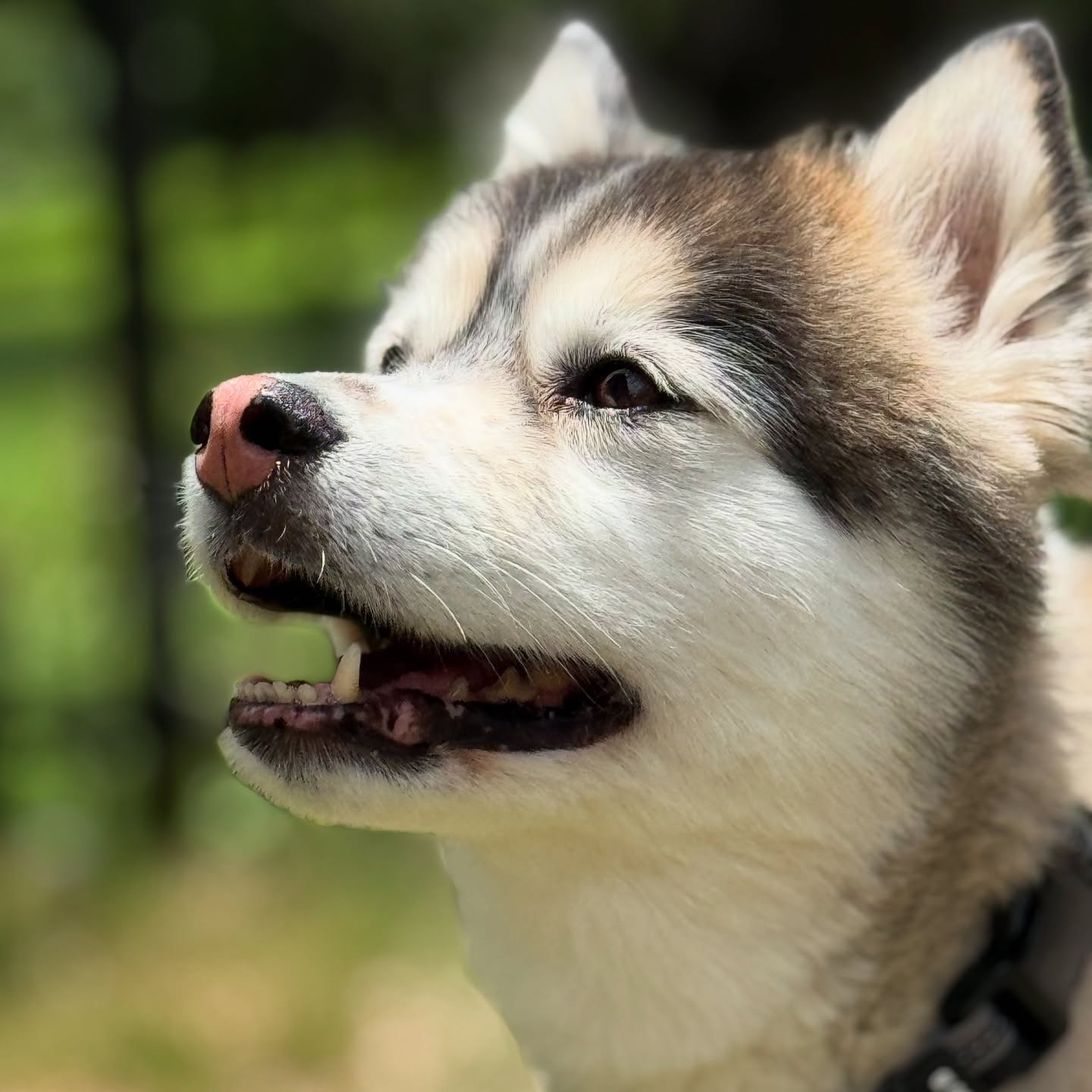 I don’t know how Mac could be any cuter 🫠
#boerne #petsitting #doglover #animalrescue