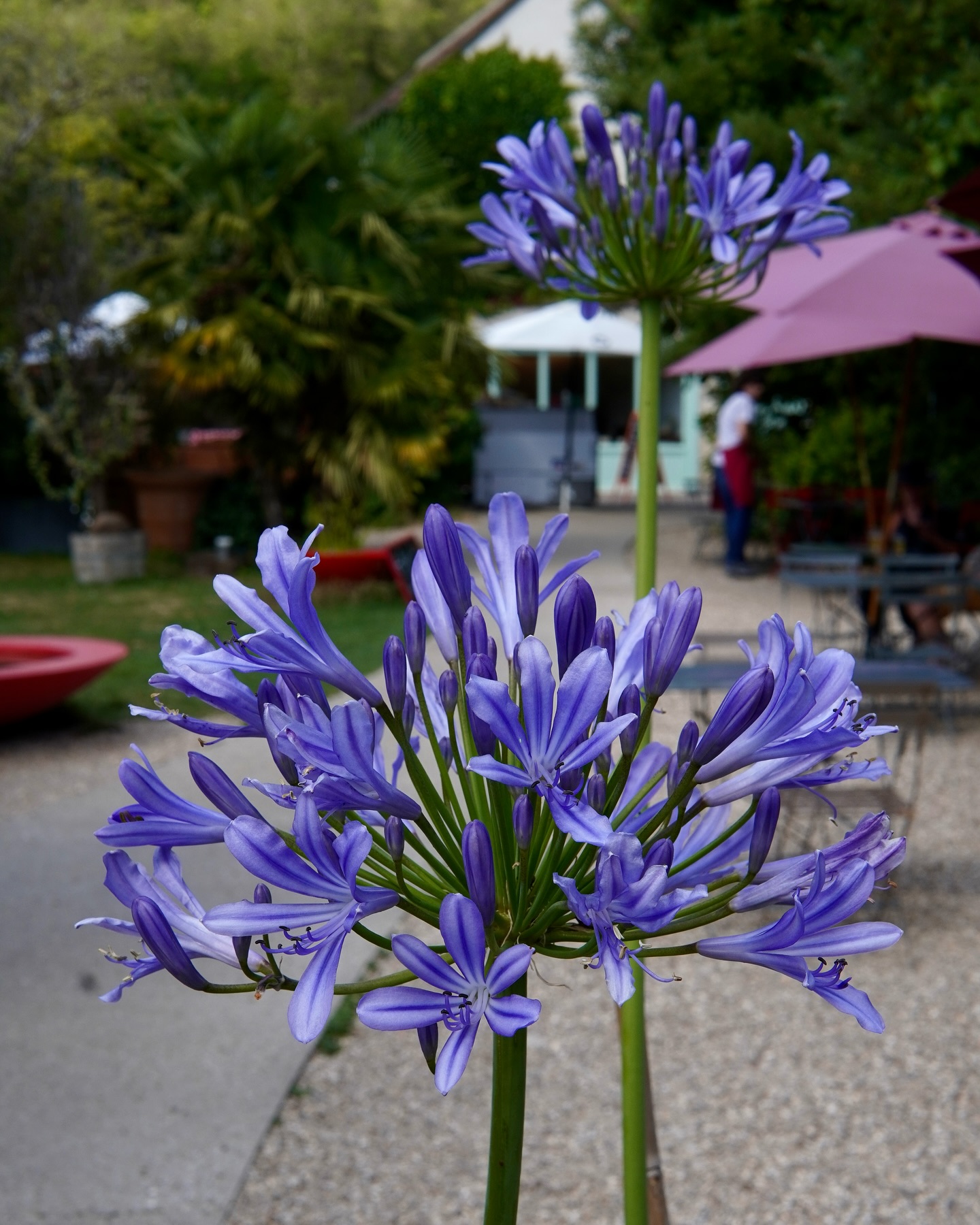 Life lately @ La Capucine 🌺
Agapanthus in bloom, @barneysgroovesrecordshop in sunday cool session, new merch and some goodies 🧇🍦🪻🪩
OPEN EVERYDAY ☕️
10am til 6pm ⏰
#giverny #givernyfrance #givernymonet #givernyflower #givernyvillage #givernygarden #normandie #normandie_tourisme #normandiemylove #normandiefood #coffeeshop #villagefrancais #lacapucinegiverny