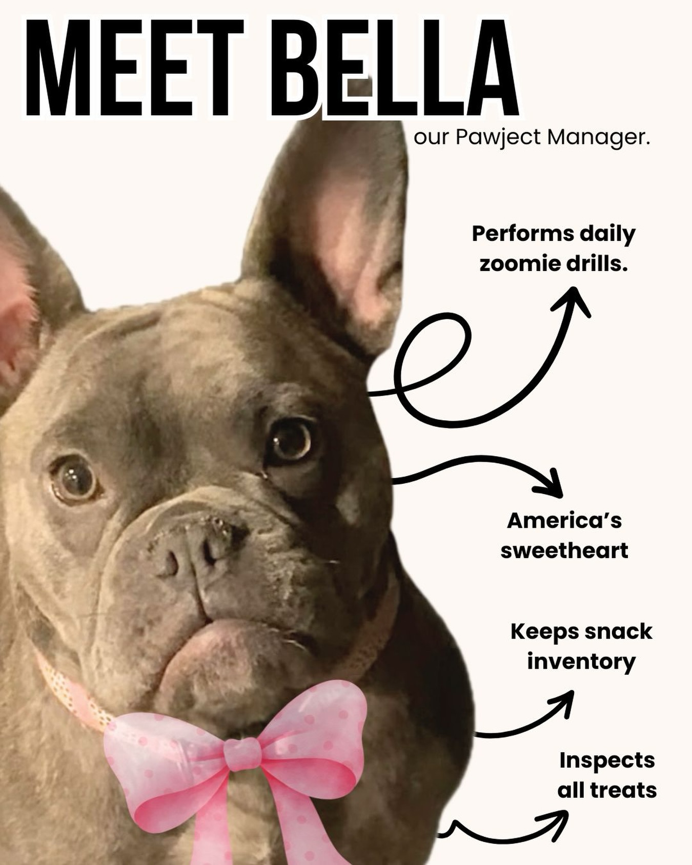 Introducing Bucho’s little sister and our Pawject Manager, Bella. ✨
#fyp #funny #frenchiesinstagram #frenchie #bella #buchosbarkery #dogtreats #dogsofinstagram #foryourpet #projectmanager