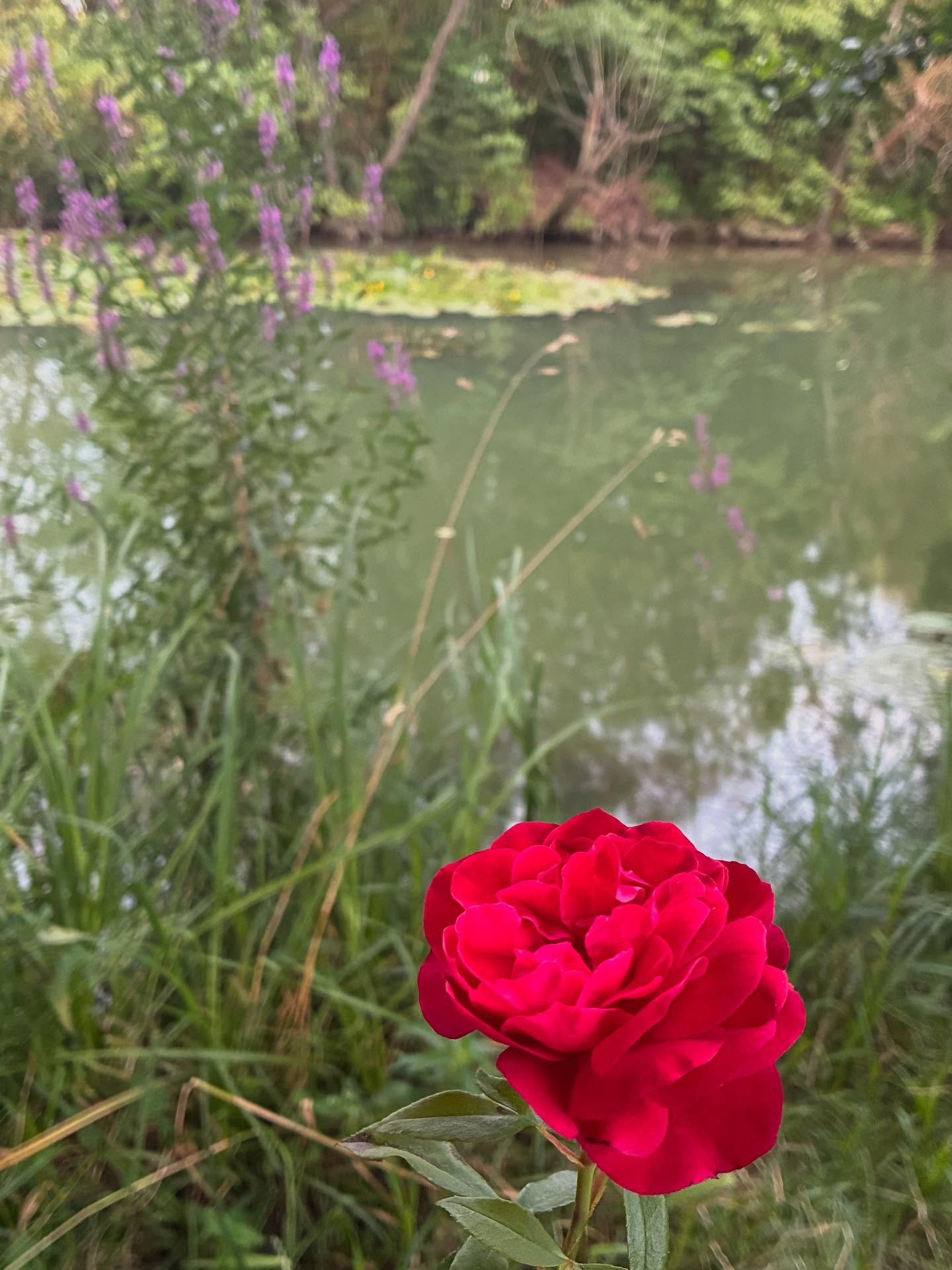 « La nature est le grand livre que nous devons étudier.
Au fur et à mesure que nous changeons notre opinion sur la nature, nous modifions notre destinée.
Si nous pensons que la nature est morte, nous diminuons la vie en nous ; si nous pensons qu’elle est vivante, tout ce qu’elle contient ( pierres, plantes, animaux, étoiles ) vivifie notre être.
Lorsque nous vivifions notre être physique et augmentons la force de notre esprit, la vie parfaite circule en nous et circule dans notre plexus solaire où s’établit un courant d’énergies harmonieuses.
C’est à ce moment-là que nous avons la véritable compréhension des choses ; et la véritable compréhension est dans la sensation.
Il est toujours possible de parler de l’amour, mais celui qui n’a pas été touché par lui, au moins une fois dans sa vie, ne le connaît pas.
Pour connaître l’amour, il faut aimer.
Et il en est de même pour la sagesse, pour la lumière.
Jakob Boehme, un grand mystique allemand, était cordonnier...
Sans doute avait-il mérité ce privilège dans une incarnation antérieure, mais un jour, il fut subitement illuminé d’une si grande lumière qu’elle lui parut insupportable ; tous les objets autour de lui étaient devenus lumineux.
Affolé, il quitta sa maison et s’enfuit dans la campagne ; mais dans la nature, ce fut pire encore parce que les pierres, les arbres, les fleurs, l’herbe, tout n’était que lumière.
Les clairvoyants et les mystiques qui ont fait la même expérience ont dit que dans la nature tout est transparent, éclairé, vivant.
A notre approche, l’amour ouvre toutes les choses et toutes les âmes comme des fleurs. »
Omraam Mikhaël Aïvanhov
L’Alchimie Spirituelle
#vivant #hylozoism #life #vie #amour #love #light