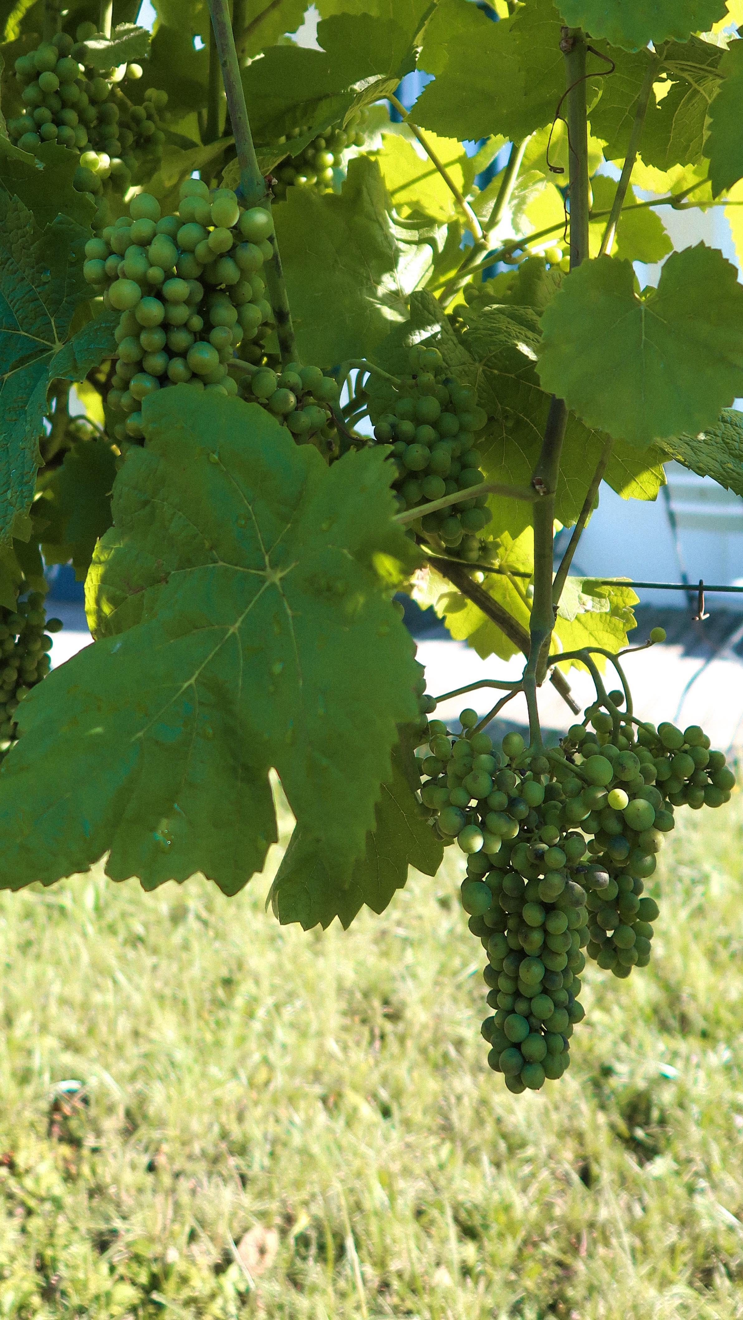 5 Fragen an unseren Andi 🤗
Malediven oder Berge? Austern oder Schmalzbrot? ;)
#SchlossSchönbrunn #Vienna #Wien #VisitVienna #VisitSchlossSchönbrunn
#Joseph2 #WienGenießen #Restaurant #RestaurantWien #FoodGuideVienna #Foodguide #WienerKüche #visitVienna #SHIGroup #Wein #WienerWein