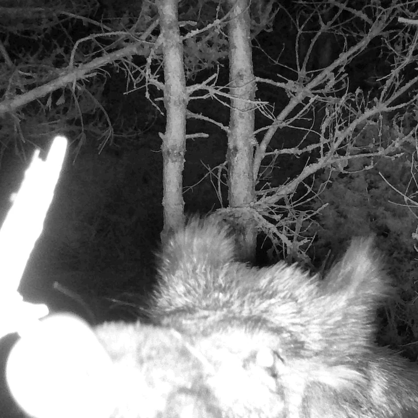 🎥 On essaie toujours de placer nos caméras de manière discrète, bien planquées entre les branches, dans l’ombre, sans odeur...
Mais bon… parfois, on se fait griller 😅
Entre le sanglier qui inspecte l’objectif et le chevreuil qui colle son nez à la caméra, on dirait que certains prennent ça pour un miroir magique.
« Qui est l’animal le plus curieux de la forêt ? » 👃📸
Des moments imprévus, un peu ridicules, complètement adorables, et toujours un plaisir à découvrir en triant les images !
C'est lequel votre photo préféré?
#WildlifeWeek #Nature #VieSauvage #CameraTrap #WildlifePhotography #FauneSauvage #NatureLovers #Ecotourism #Biodiversité #WildlifeEncounters #NatureProche #AnimauxSauvages #IntoTheWild #ForêtVivante #FauneLocale #EcoTravel #RencontresSauvages #France #Lanarce #Ardèche #MontageArdéchoise #Fox #Renard #VulpesVulpes #Wildboar #Sanglier #SusScrofa #Roedeer #Brocard #CapreolusCapreolus