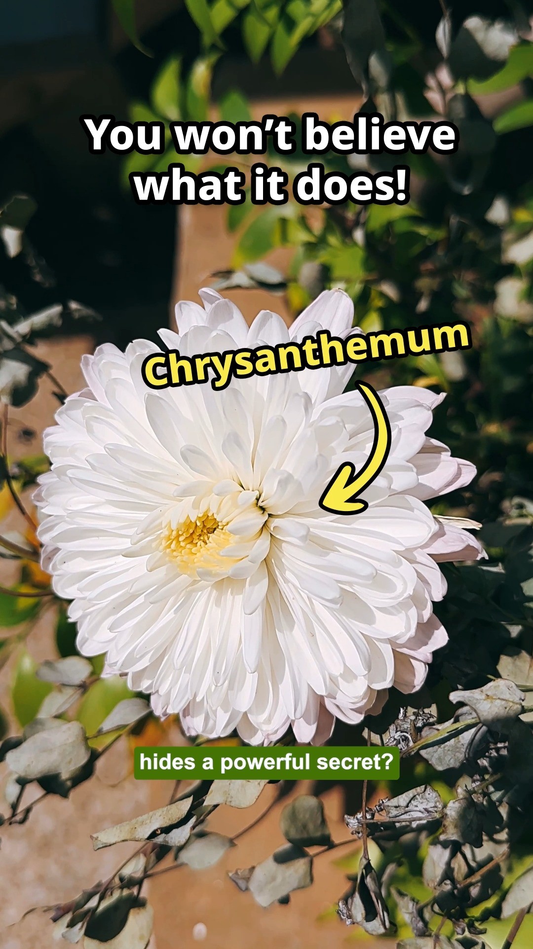 🌼 A powerful ingredient from nature!
Eco-Py uses pyrethrins, a natural insect repellant extracted from the chrysanthemum flower — powerful on pests, gentle for your home.
Shop the plant-powered solution at our website! Link in bio.