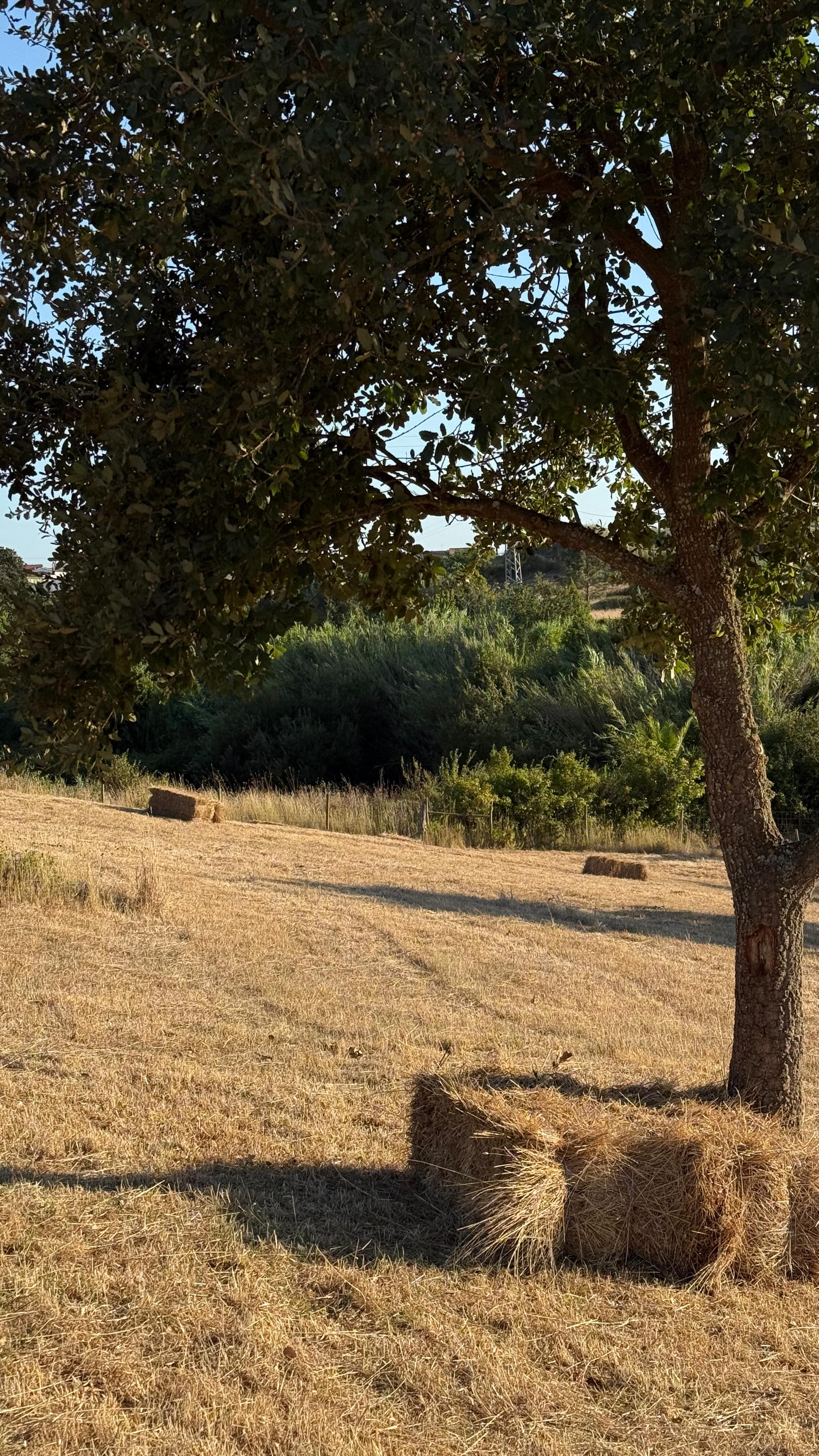 Raw nature and calmness are our true essence
#casatudobem #tudobem #guetshouse #slowlivingforlife #portugal #sooninfrance #obidos #baleal #nature