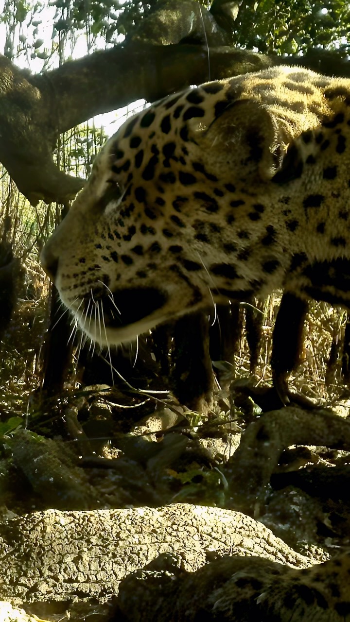 🐆 🇧🇷 Baguá hunting 🇧🇷 🐆
Named by local schoolchildren, Baguá means “wild steer,” a perfect fit for this powerful and elusive male. First spotted between São Pedrinho and Caxiri, he now roams the Três Irmãos River.
His legacy runs deep. He’s mated with several iconic females, including Ibaca, Overa, Saseka, Medrosa, Marcela, and Patricia, playing a major role in shaping the next generation of Pantanal jaguars.
Thanks to one of our camera trappers @jeevan_vridhan for supplying this @browningtrailcams for our trip to the Pantanal 🐆
#WildCatImaging #WildCatProject #WildCatConservation #WildCatPhotography #BigCatConservation #SaveTheWildCats #WildlifePhotography #WildCatsOfInstagram #WildlifeImaging #CatConservation #WildlifeProtection #NatureLovers #ConservationPhotography #EndangeredSpecies #WildlifeConservation #SaveOurWildlife #ProtectOurPlanet #NaturePhotography #WildlifePlanet #PlanetEarth #InstaWildlife #NatureLoversOfInstagram #WildlifeShots #AnimalsOfInstagram #ExploreTheWild #WildlifeProtection #CatsOfInstagram #AnimalLovers #ExploreWildlife #NatureAddicts