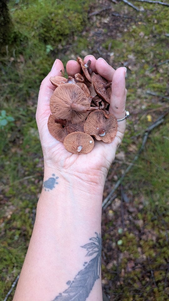 This week on Foraging and Parenting... 😆
This is the type of mushroom I always hope to find on my courses. The curry milkcap is extraordinary. I sometimes smell it before finding it.... It has a wonderful umbo (pointy bit in the middle of the cap) and clear milk with cloudy bits in it when you break or crush the fungus. Upon drying this stunning little milkcap smells and (more importantly) tastes of curry! They have to be cooked before consumption.
What a distraction 😆👣
Curry milkcap // Lactarius camphoratus