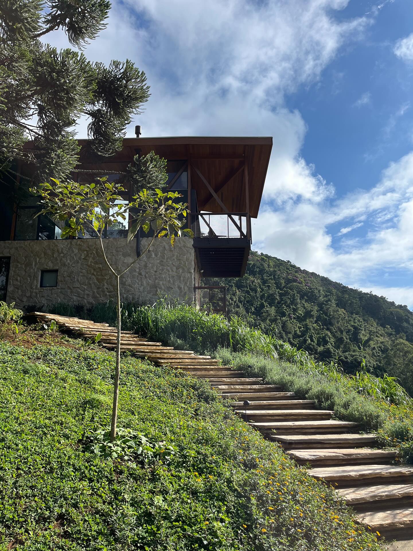 🇧🇷Escada sinuosa em pedra Goiás Verde (Cacão cortado sob medida), envolta por lavandas, citronela (para afastar mosquitos) e ipê roxo de bola
.
Winding staircase in Goiás Verde stone (Cacão cut to size), surrounded by lavender, citronella (to keep mosquitoes away) and Handroanthus impetiginosus (tree)
Paisagismo @oliviaulianopaisagismo
Arquitetura @estudiohaarquitetura
#paisagismo #paisagismocasadecampo #paisagismoejardinagem #arquitetura #escadadepedra #paisagista #paisagismosustentável #paisagismoecológico