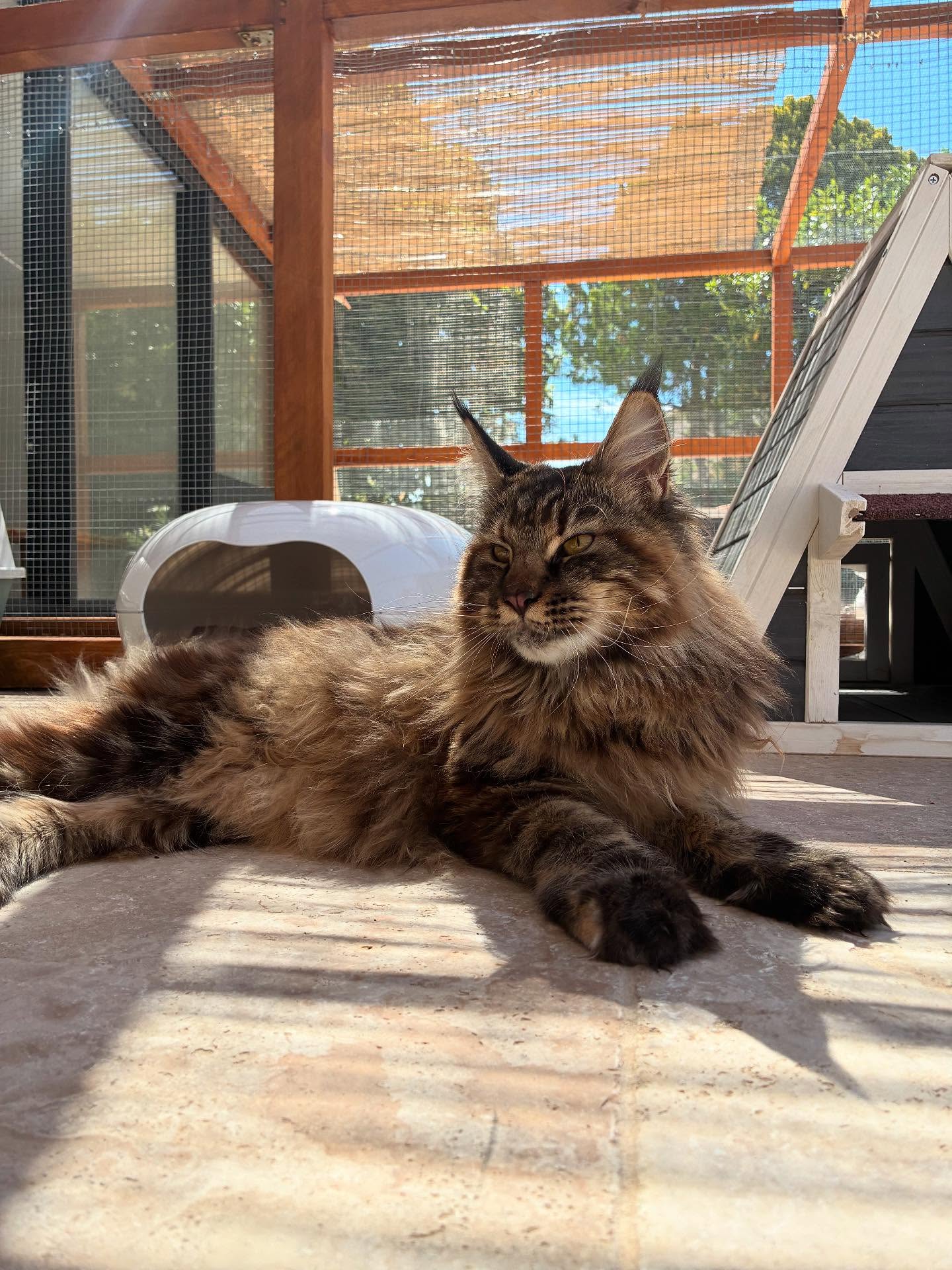 Juillet touche à sa fin 🌻
Un petit carrousel de nos pensionnaires actuels, dehors, dedans, dans un cocon où sa cabane tout le monde trouve de quoi observer et dormir en paix ✌️
#larecreduchat #pensionpourchats #hotelpourchat #cat #cats_of_instagram #cats #chat #aix #aixenprovence #aixmaville #juillet