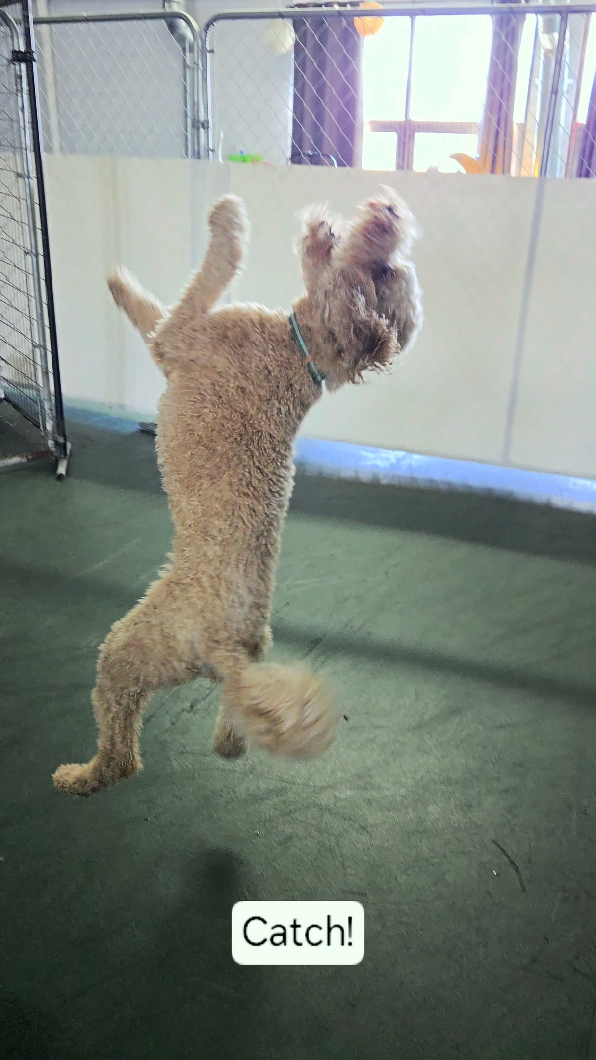 Trick mastery? Let’s just say... we’re on a journey powered by snacks and stubborn optimism.