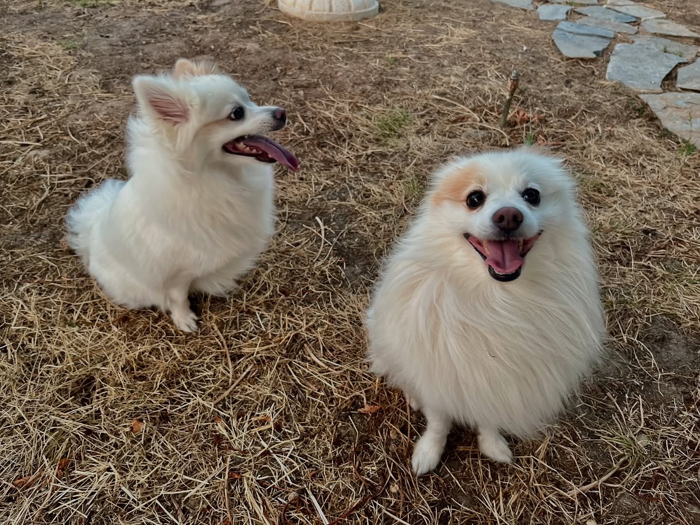 #cuidadoresdeperros #madrid #mascotas #españa #igersmadrid #perros #dogs #dogsofinstagram #perrospequeños #dogslife #dogfriend #fotosdeperros #comoencasa #vacaciones #doglover #pomeranian #chihuahua #caniche #bichón #bichonmaltes #shitzu #shitzulovers #pomerania #pomeraniaespaña #verano #verano2025 #summer
