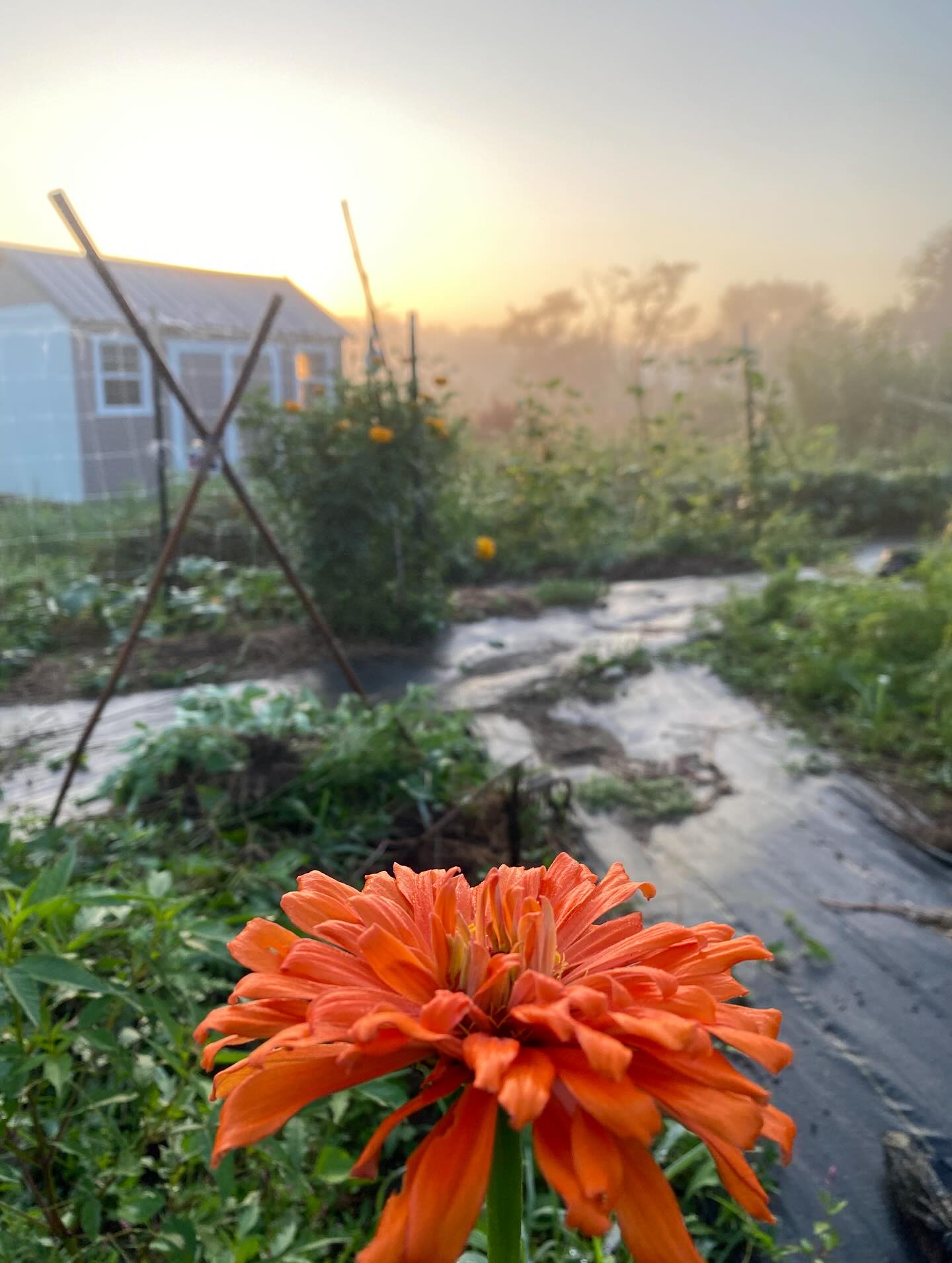 Soaking up the last of the July garden sunrises. Delighted this morning by the planets on display in the clear sky and a pair of feisty hummingbirds sparing in flight🪐💫🌸
#gardensunrise #flower #spiderwebmagic #sunrisesplendor #planetaryalignment #natureisawakening #spiderwebarts #dewymornings