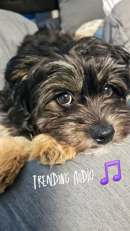 THE CUTEST! 🥹💖
⠀⠀⠀⠀⠀⠀⠀⠀⠀⠀⠀⠀ ⠀⠀⠀⠀⠀⠀⠀⠀⠀⠀⠀
The reason dog mom's are always out of phone storage! 📸💯☝️
⠀⠀⠀⠀⠀⠀⠀⠀⠀⠀⠀⠀ ⠀⠀⠀⠀⠀⠀⠀⠀⠀⠀⠀
#TrendingAudio 🎵 #CutenessOverload 🐶🥰 #ViralReels 🎬 #DogMoms 🐕🐾
⠀⠀⠀⠀⠀⠀⠀⠀⠀⠀⠀⠀ ⠀⠀⠀⠀⠀⠀⠀⠀⠀⠀⠀⠀⠀⠀⠀⠀⠀⠀⠀⠀⠀⠀⠀ ⠀⠀⠀⠀⠀⠀⠀⠀⠀⠀⠀⠀⠀⠀⠀⠀⠀⠀⠀⠀⠀⠀⠀ ⠀⠀⠀⠀⠀⠀⠀⠀⠀⠀⠀⠀⠀⠀⠀⠀⠀⠀⠀⠀⠀⠀⠀ ⠀⠀⠀⠀⠀⠀⠀⠀⠀⠀⠀⠀⠀⠀⠀⠀⠀⠀⠀⠀⠀⠀⠀ ⠀⠀⠀⠀⠀⠀⠀⠀⠀⠀⠀⠀⠀⠀⠀⠀⠀⠀⠀⠀⠀⠀⠀ ⠀⠀⠀⠀⠀⠀⠀⠀⠀⠀⠀⠀⠀⠀⠀⠀⠀⠀⠀⠀⠀⠀⠀ ⠀⠀⠀⠀⠀⠀⠀⠀⠀⠀⠀⠀⠀⠀⠀⠀⠀⠀⠀⠀⠀⠀⠀ ⠀⠀⠀⠀⠀⠀⠀⠀⠀⠀⠀⠀⠀⠀⠀⠀⠀⠀⠀⠀⠀⠀⠀ ⠀⠀⠀⠀⠀⠀⠀⠀⠀⠀⠀
#ViralVideos #ViralAudio #DogLife #CuteDogs #Yorkipoo #Cute #Cutie #CutiePie #Yorkipoos #Dogstagram #DogLove #DogLovers #FurBaby #Viral #Trending #Audio #PawshPets #CutePuppies #CutePuppyVideos #Petstagram #YorkipoosOfIG #Dogs #DogInfluencer #ViralShorts #PetPhotography #ExplorePage