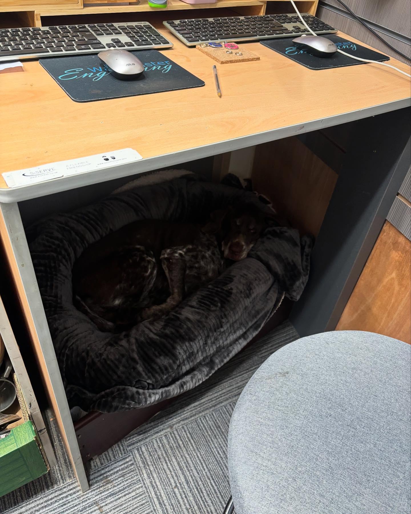 We’ve had alot of people coming in lately asking if we’ve still got Dido.
The answer is yes, you’ll find her right here in her bed under my desk, she’s not as active as she used to be, which is why you may not see her as often 😊
But she’s still definitely with us enjoying her shop comforts more often 😂
#didothepointer #germanshorthairedpointersofinstagram #germanshorthairpointer #shopdog #gettingold