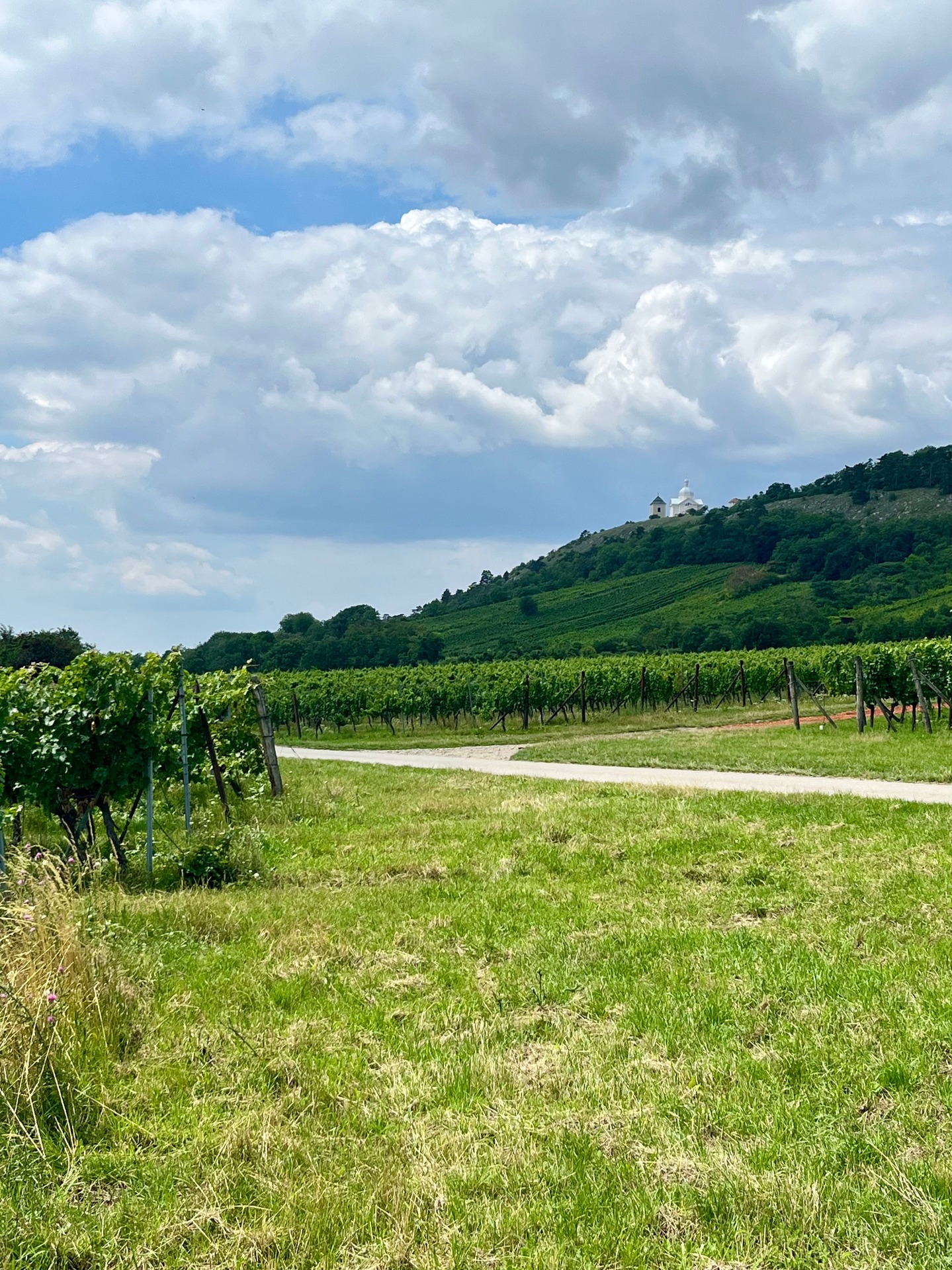 Vinohrady pod Svatým kopečkem.
– (c) Václav Kříž #sebastianus #svatykopecek #svatykopecekmikulov #sebastian #stsebastian #mikulov #nikolsburg #morava #jiznimorava #südmähren #mähren #southmoravia #moravia #summer #leto #sommer #sky #nature #natur #landscape #landscape_photography #vinice #vinohrad #weinberge #vineyard