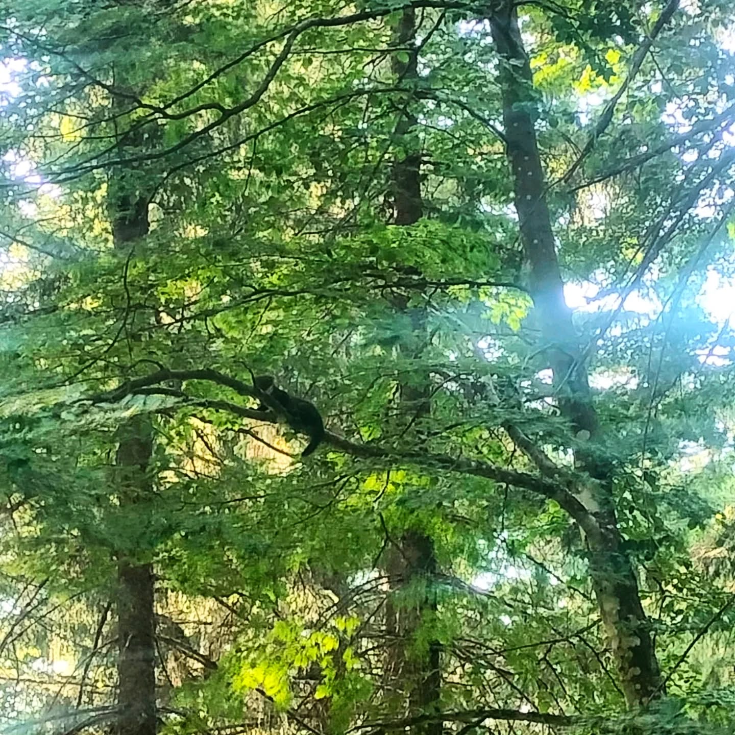 🐾 La martre : silencieuse et rapide, un vrai fantôme des bois
La martre semble connaître chaque recoin de son territoire, qu’elle parcourt avec une discrétion étonnante. Mais récemment, la chance nous a souri : lors d’une balade, deux jeunes martres sont sorties juste devant nous. Un instant suspendu, rare et précieux ✨
Depuis, on les revoit régulièrement sur nos images : leur petite patrouille nocturne semble bien rodée…
#WildlifeWeek #Nature #VieSauvage #CameraTrap #WildlifePhotography #FauneSauvage #NatureLovers #Ecotourism #Biodiversité #WildlifeEncounters #NatureProche #AnimauxSauvages #IntoTheWild #ForêtVivante #FauneLocale #EcoTravel #WildBeauty #RencontresSauvages #France #Lanarce #Ardèche #MontageArdéchoise