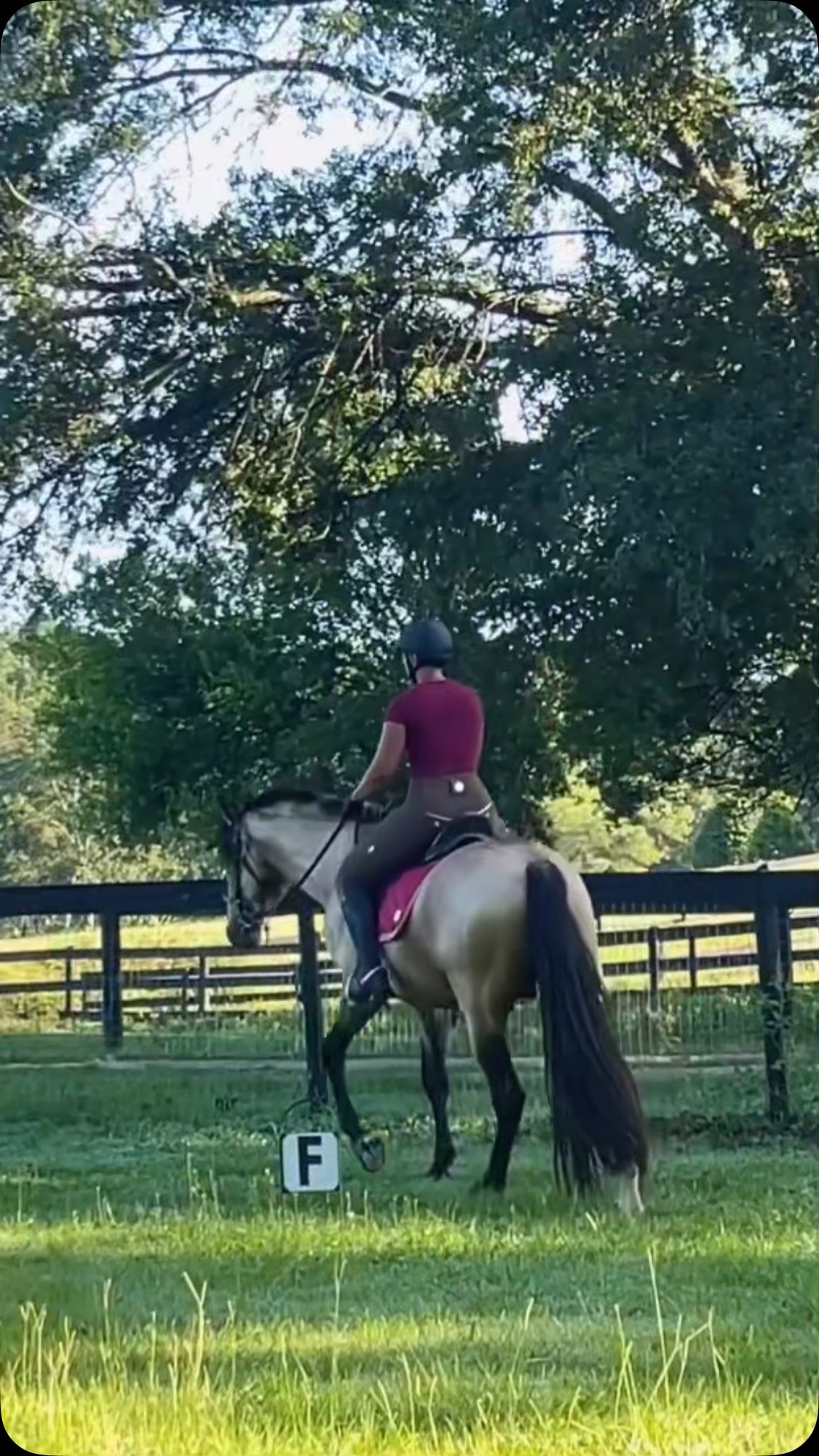 We have always been exactly where we were supposed to be ❤️.
No rushing, no anticipating, just taking each step at his time and in an appropriate means for his age.
I still only ride Manny once a week and this is his attitude every single ride. Willing, relaxed and confident. The most important thing to me was to never break his trust and to develop him in a way where he will never feel like he cannot be entirely himself. He’s been allowed to make mistakes, have a day where he may not be feeling his best and NEVER has he been rushed.
Like sculpting a masterpiece, great works of art never come through haste. But rather from unending patience, attention to detail and meticulous and creative development. What we do with our horses is its own form of art… not just from our end, but from theirs too ❤️