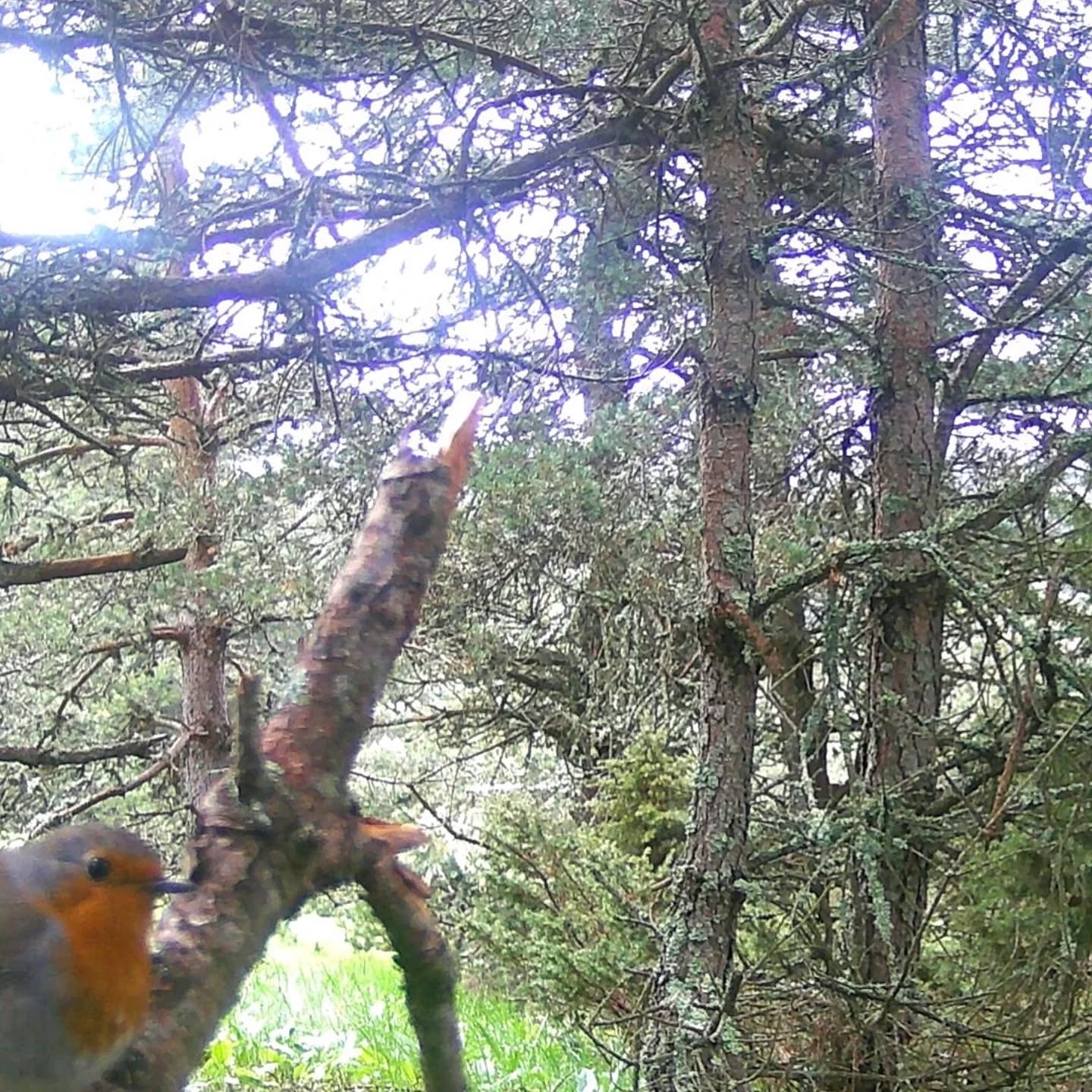 🐦 Petits mais pleins de panache
Pour clôturer cette semaine, on vous présente quelques-uns de nos plus petits visiteurs... mais pas les moins charismatiques !
Perchés, sautillants, toujours en mouvement — ces oiseaux passent parfois devant nos caméras avec une énergie qui fait plaisir à voir 🐤💛
On les trouve particulièrement craquants, mais… est-ce que vous les reconnaissez ?
#WildlifeWeek #Nature #VieSauvage #CameraTrap #WildlifePhotography #FauneSauvage #NatureLovers #Ecotourism #Biodiversité #WildlifeEncounters #NatureProche #AnimauxSauvages #IntoTheWild #ForêtVivante #FauneLocale #EcoTravel #WildBeauty #RencontresSauvages #France #Lanarce #Ardèche #MontageArdéchoise #Bird #Oiseaux #CoalTit #Robin