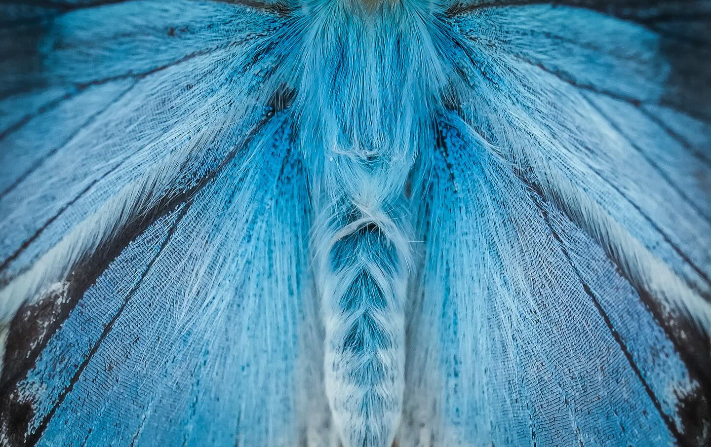 Wings of a Chalkhill Blue butterfly, from my Macro Photography workshop in Hampshire last weekend. Come late July, the chalk downs are teaming with this butterfly, but getting close isnāt always easy. Itās best to see them mid morning as theyāre waking and warming in the sun, fanning their wings. I used Sonyās 90mm macro to capture the rich turquoises and textures.
#sonyalpha @sony.unitedkingdom #thechoiceofcreators #wildwinchester #hampshire #chalkhill #butterfliesofinstsgram #naturelovers @savebutterflies #macrophoto