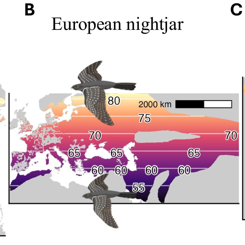SUMMER CAPRIMULGID RESEARCH 4/6
Virtually anybody with an interest in zoology, in particular zoogeography, has encountered the almost two-century-old Bergmann’s rule; an idea that individuals and species tend to be larger in colder, higher-latitude environments. A collaborative effort led by Aaron Skinner tested this rule in three goatsuckers – Eastern Whip-poor-will (Antrostomus vociferus), Common Nighthawk (Chordeiles minor) and European Nightjar (Caprimulgus europaeus) – using GPS tracking and morphometric data. They found that breeding ground conditions, particularly geography and climate, indeed play a major role in determining caprimulgid body size – despite their unique ecological adaptations.
Dive into the paper here: https://doi.org/10.1111/jbi.15176