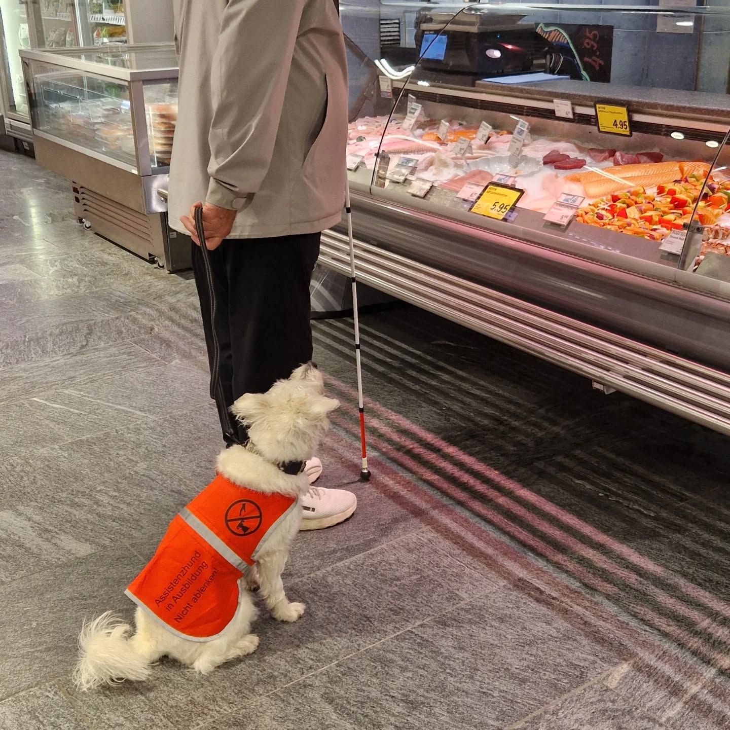Assistenzhundetraining mit Zessy 🐕🦺
#assistenzhundeschweiz #assistenzhundeverein #assistenzhund #assistenzhundeausbildung #assistenzhundeteam #hundeausbildung #hundetraining #pawsandyou #vereinfürhilfshunde #vereinpawsandyou