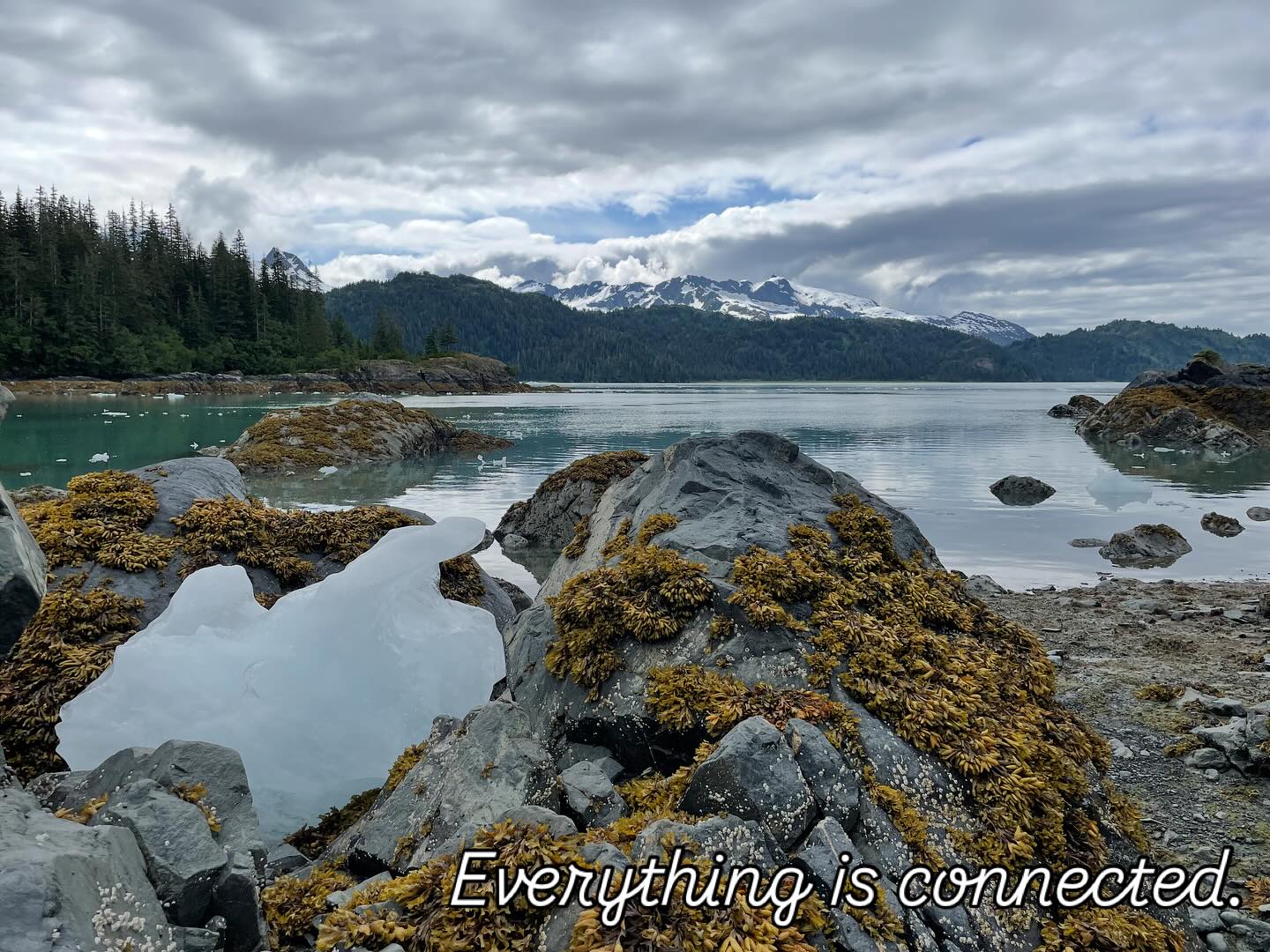 Ice in the tide pools? Yes, that's a clue we are not along Catalina's rocky shores! Greetings from CELP Director Christine at 60 degrees North. With four weeks until Fall 2025 staff training starts, we'll highlight a CELP principle each week. Let's begin with EVERYTHING IS CONNECTED! In South Central Alaska, I've been appreciating the connection of all earth's waters into one ocean world. Tom Garrison describes the ocean as "a single entity with subtly different characteristics." This perspective highlights the interdependence of land, life, water, and environments. Notice the subtle differences in Alaskan tide pools compared to Catalina's, like ice. The North Pacific gyre connects high latitudes to the equatorial heat, creating hospitable climates globally and linking ecosystems through resource movement. Enjoy the Alaskan coast images and ponder the connections in our ocean world.
Last image of the Arctic and Alaskan oceanographic Research Vessel SIKULIAQ in homeport of Seward.
http://www.uaf.edu/cfos/sikuliaq