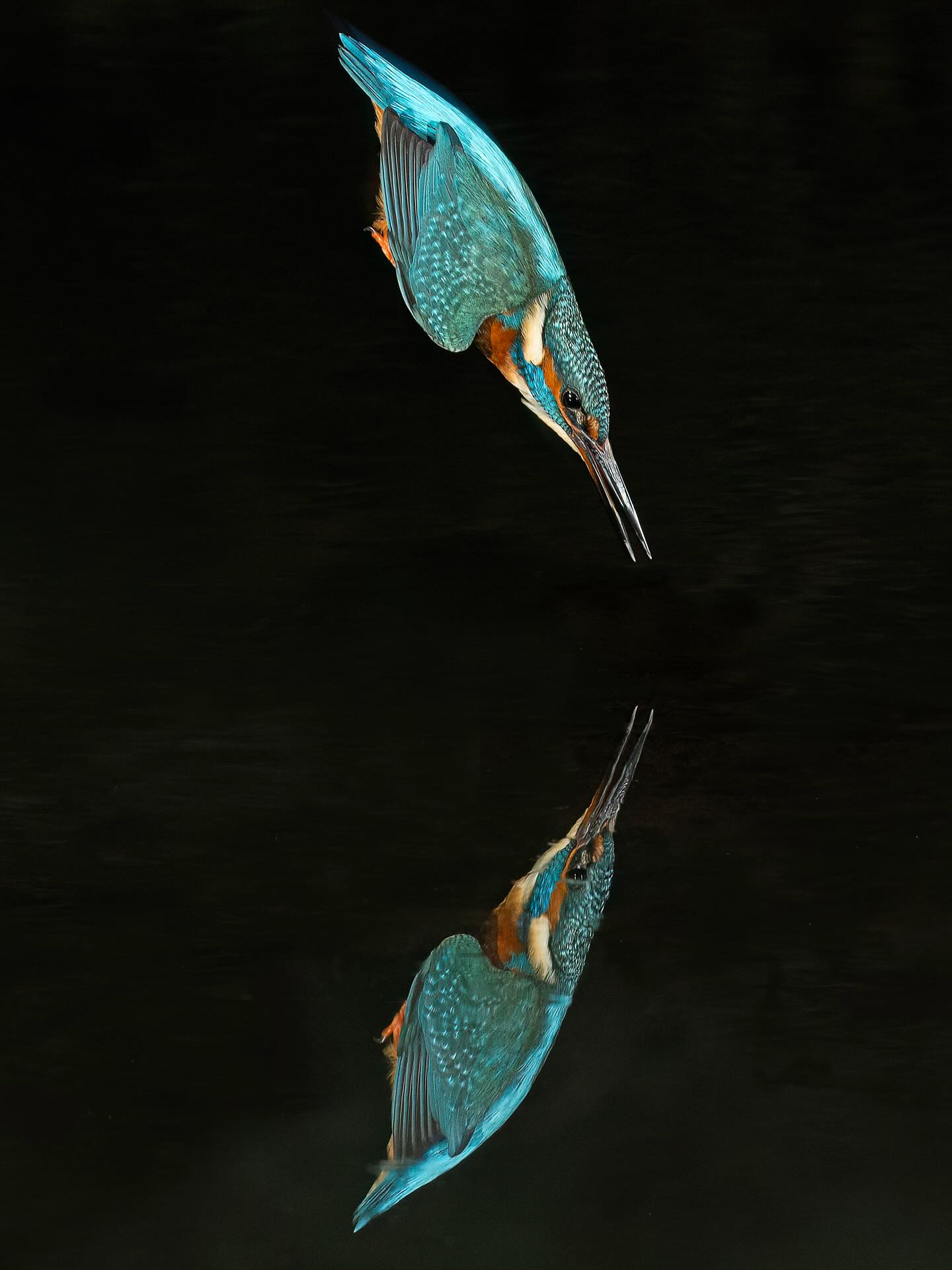Last Friday, I had one of the most spectacular chances to photograph kingfishers from a hide, just down the road from my parentsā home in Hampshire. The setup was truly special, with regular visits and great lighting which makes all the difference for those diving shots. Iām excited to be adding this location to my autumn and summer workshops, so do let me know if youāre keen to try this kind of shot for yourself.
#kingfisher #wildlifephotography #birdsinflight #naturelovers #ukwildlife #birdwatchinguk #birdsofinstagram #sonyalpha #thechoicrofcreators#sonywildlife #wildlifehide #wildwinchester #hampshirewildlife